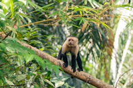 A capuchin monkey sits on a tree branch