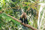 A capuchin monkey sits on a tree branch
