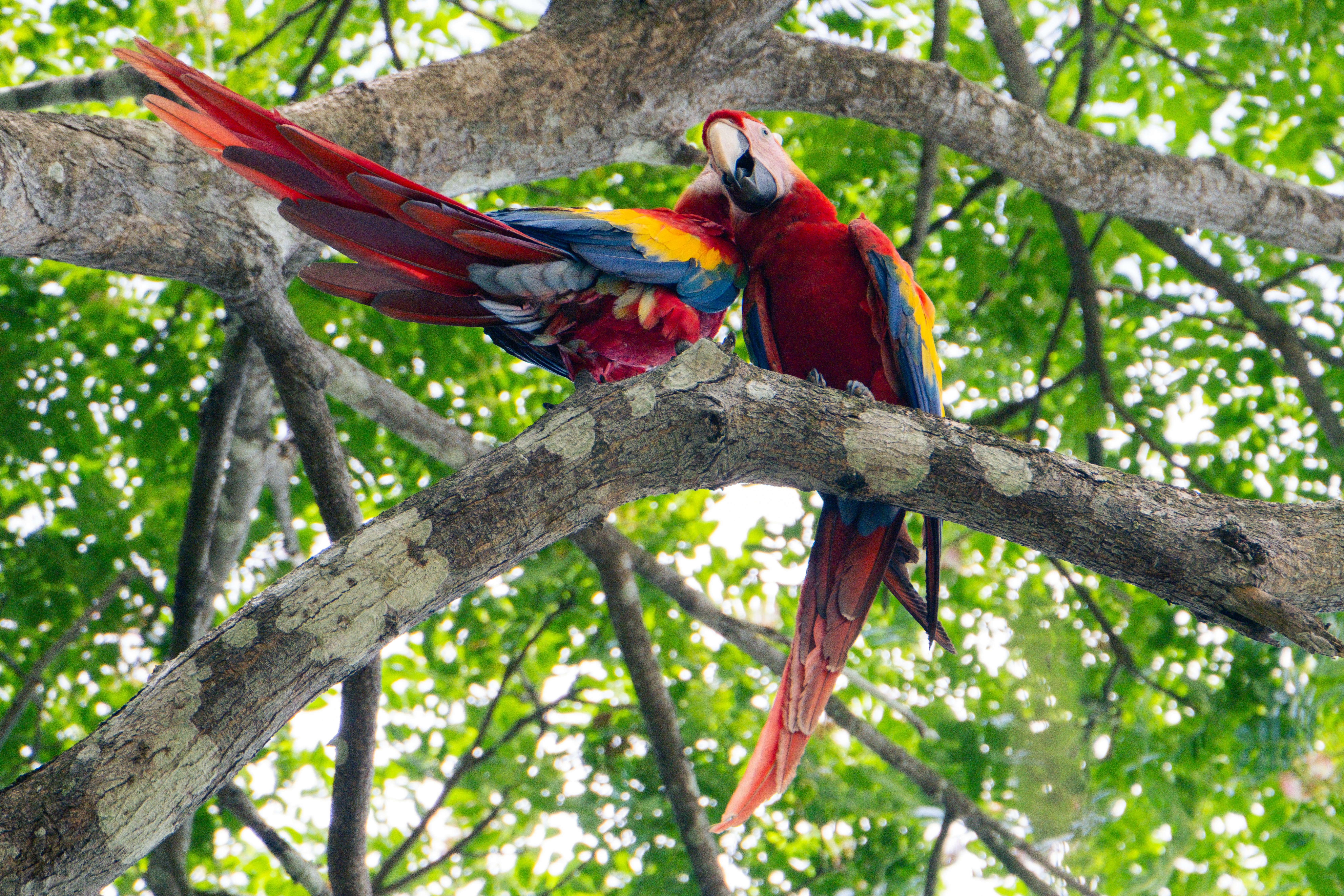 Two colorful macaws perched on a tree branch.