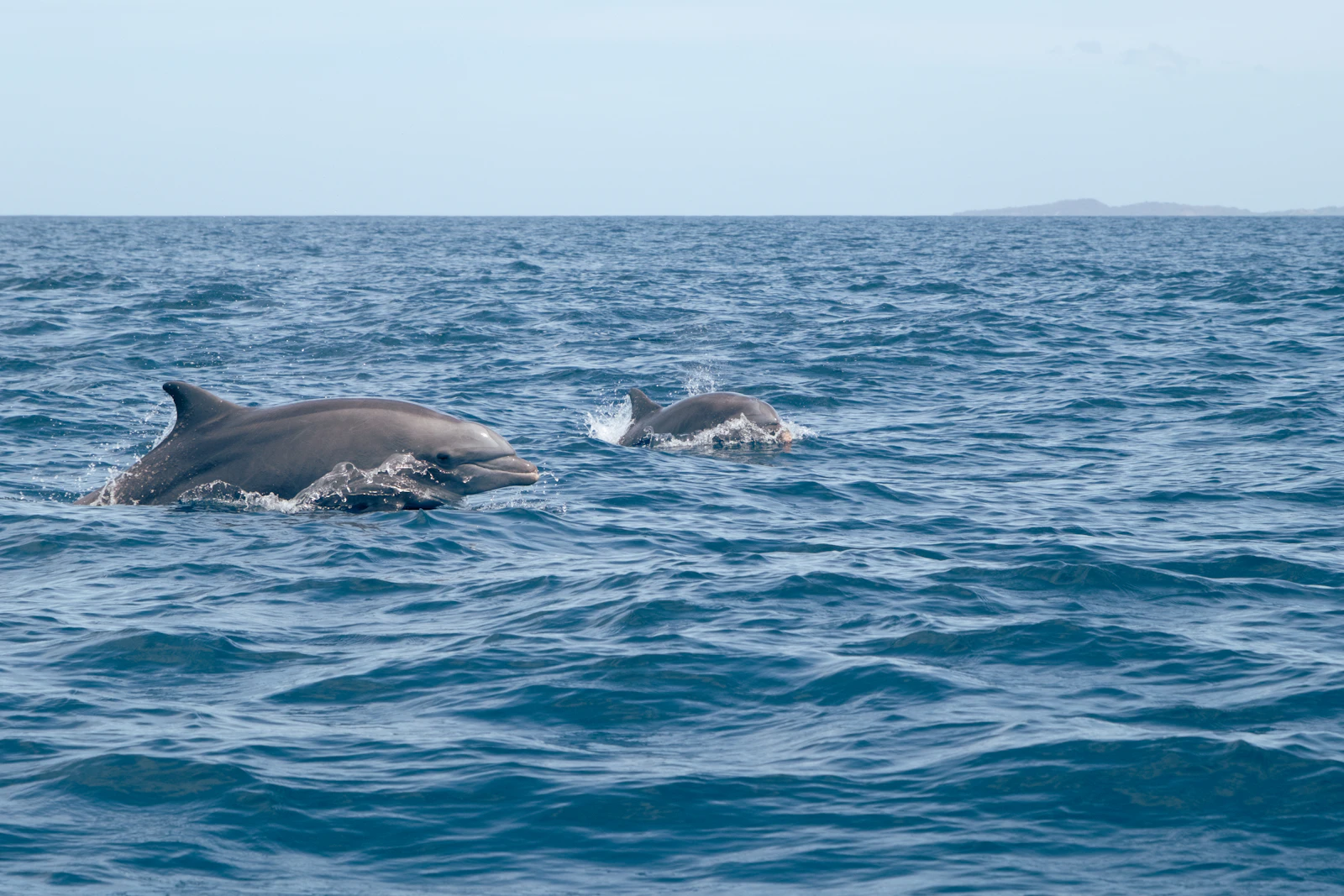 Elite VIP Dolphin Watching & Snorkeling — Red Sea