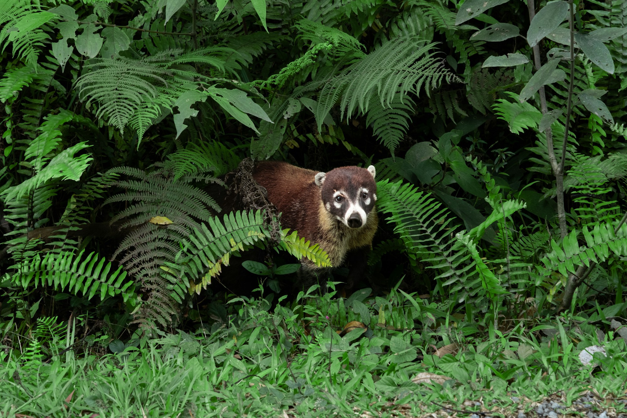 Coati, a raccoon-like rainforest mammal with a long snout and banded tail