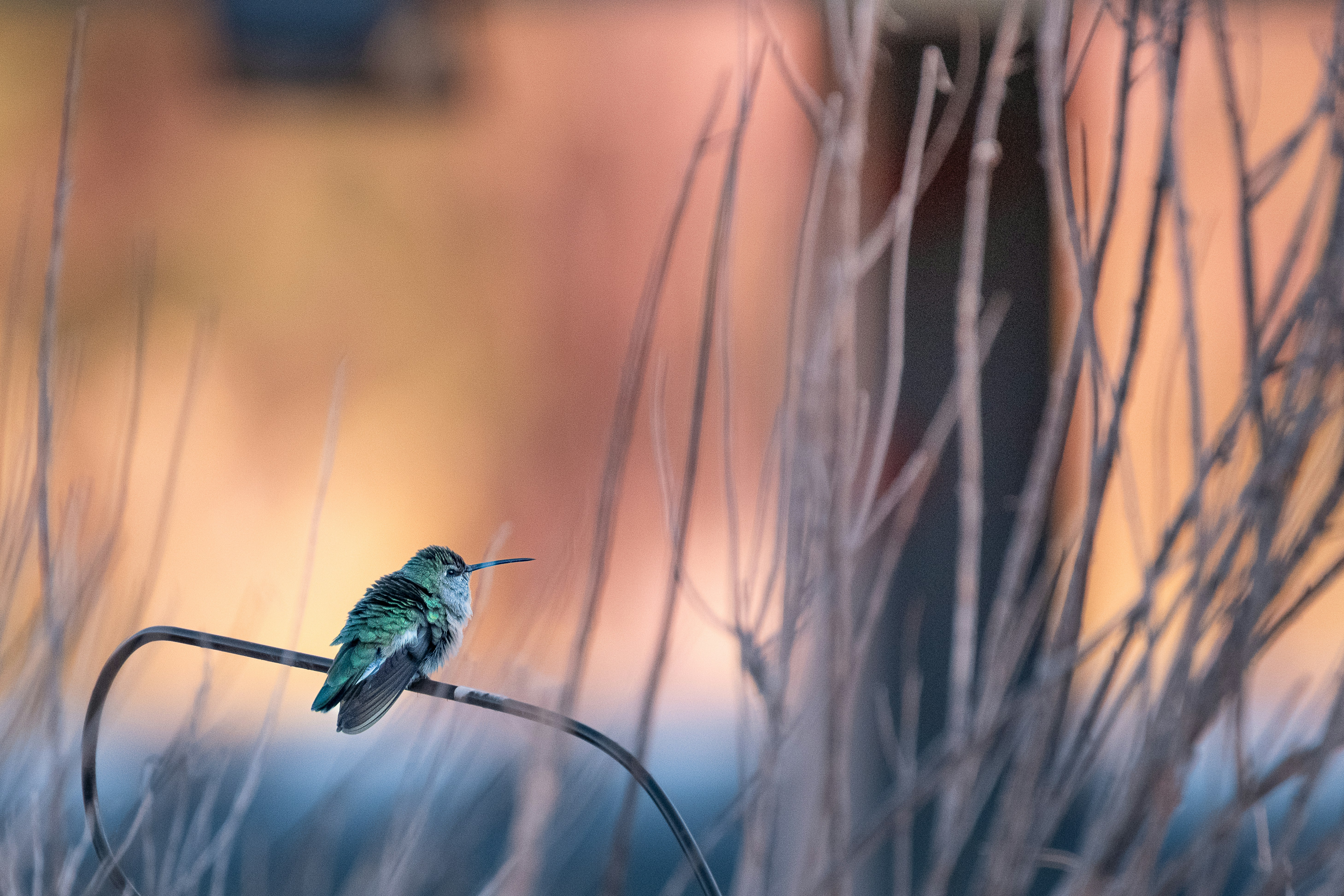 A small hummingbird perched on a wire.