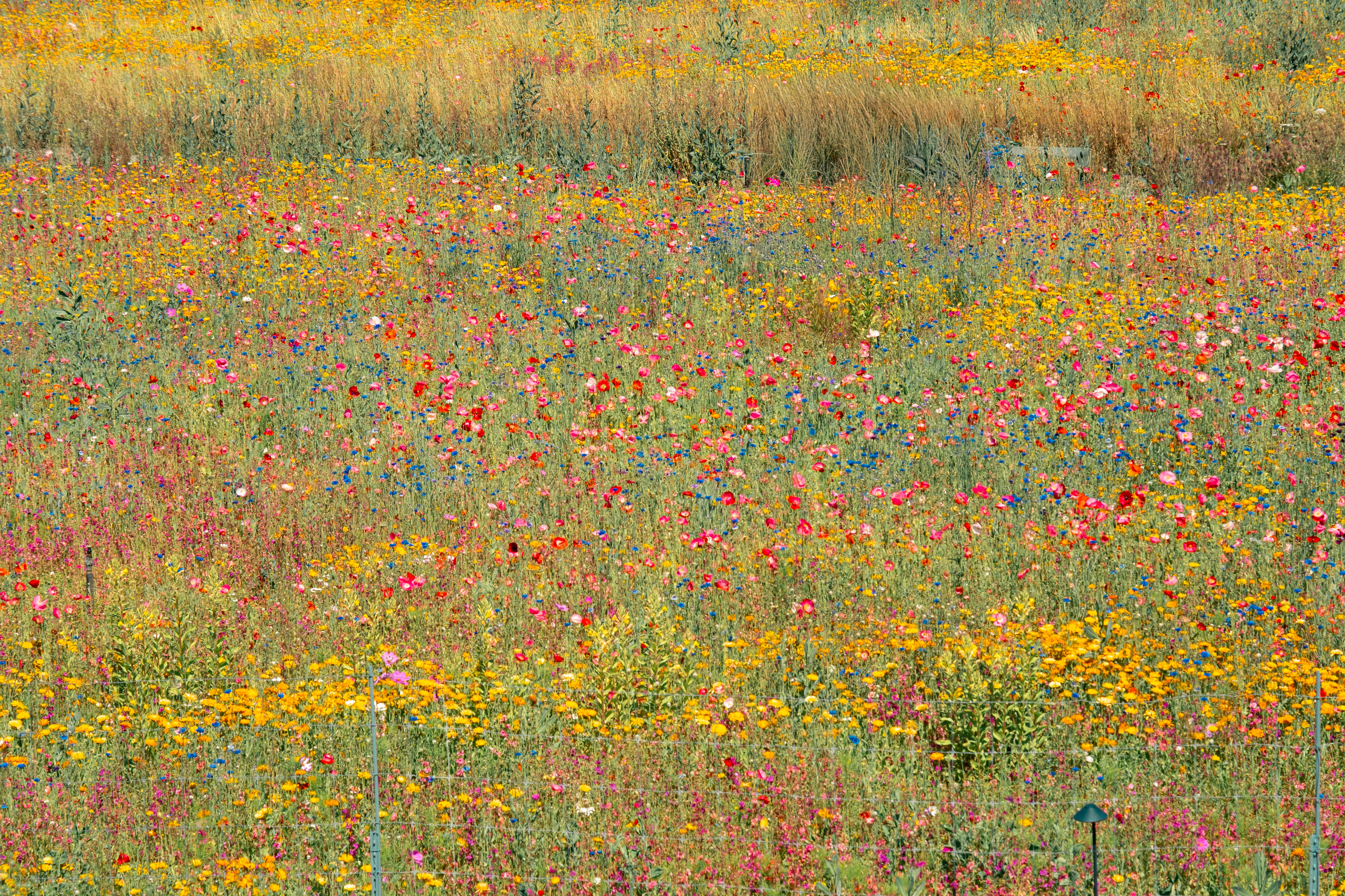 Colorful flowers spring summer, ilustrasi artikel Blooming Beauty: Stunning Floral Arrangements for Every Season 6