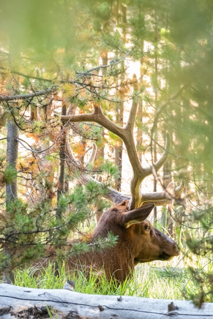 Bull elk with large antlers in a ponderosa pine forest — Unit 27 elk country