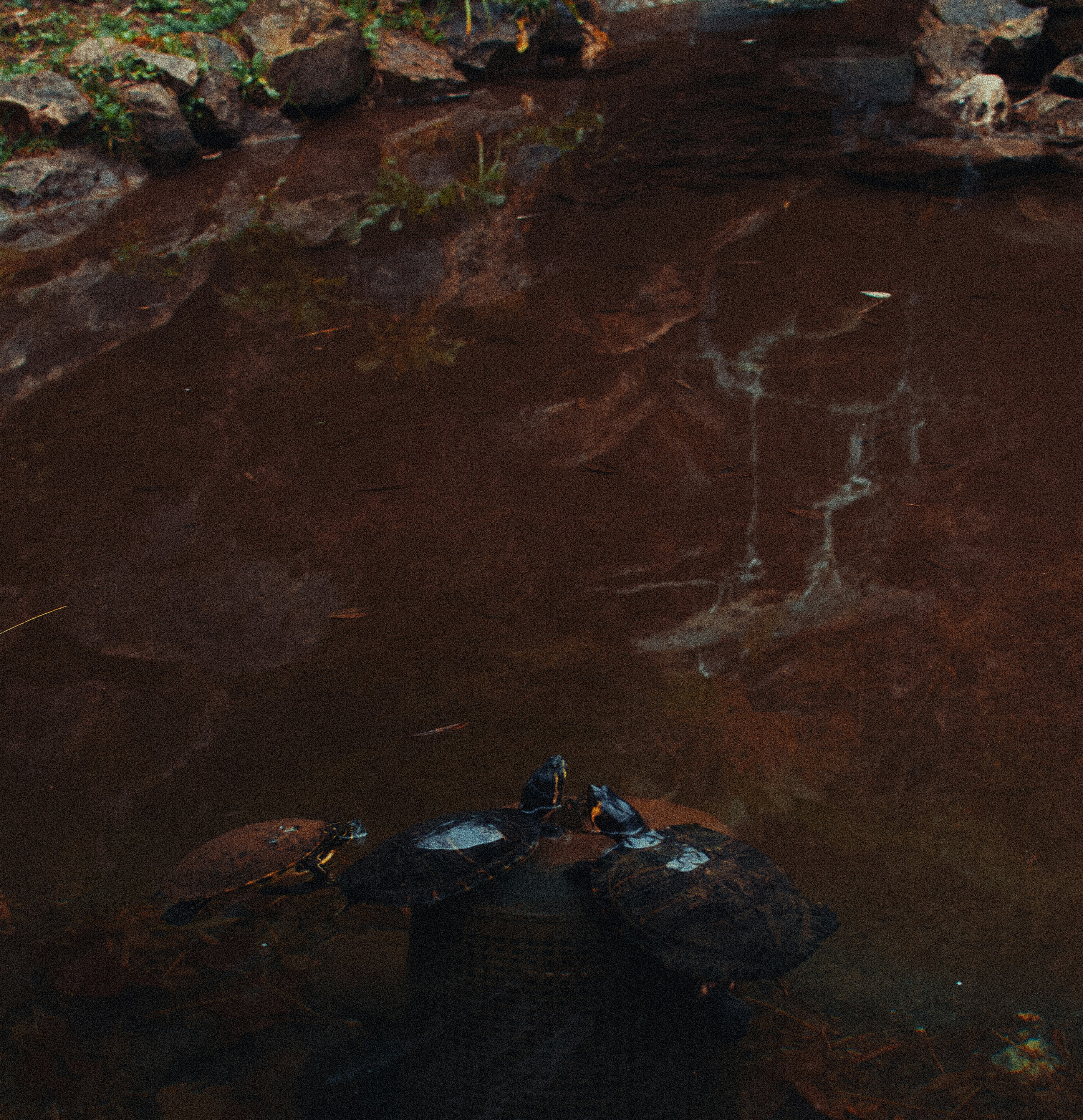 Turtles basking on a log in muddy water.