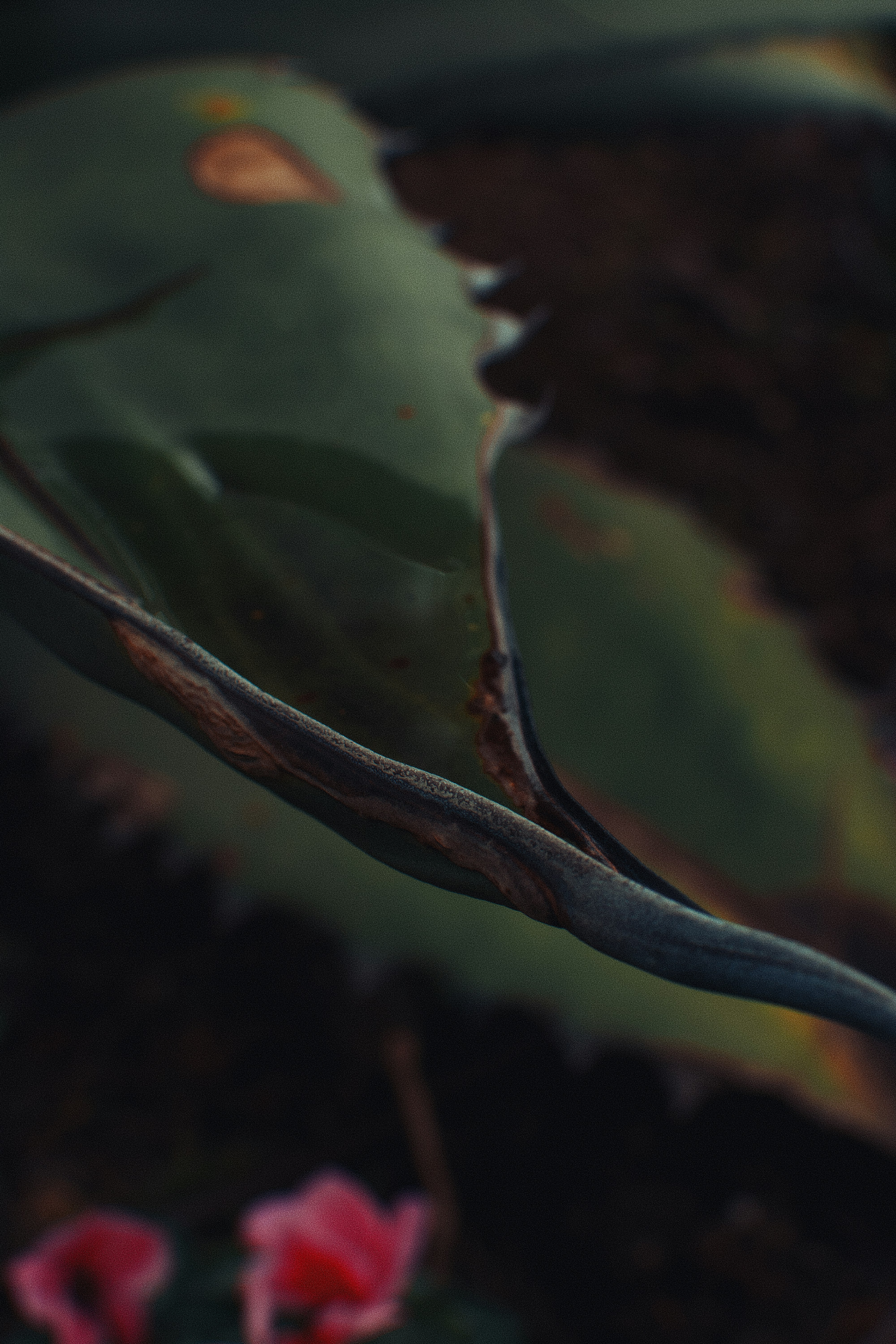 Close-up of a dark green leaf with pink flowers below.