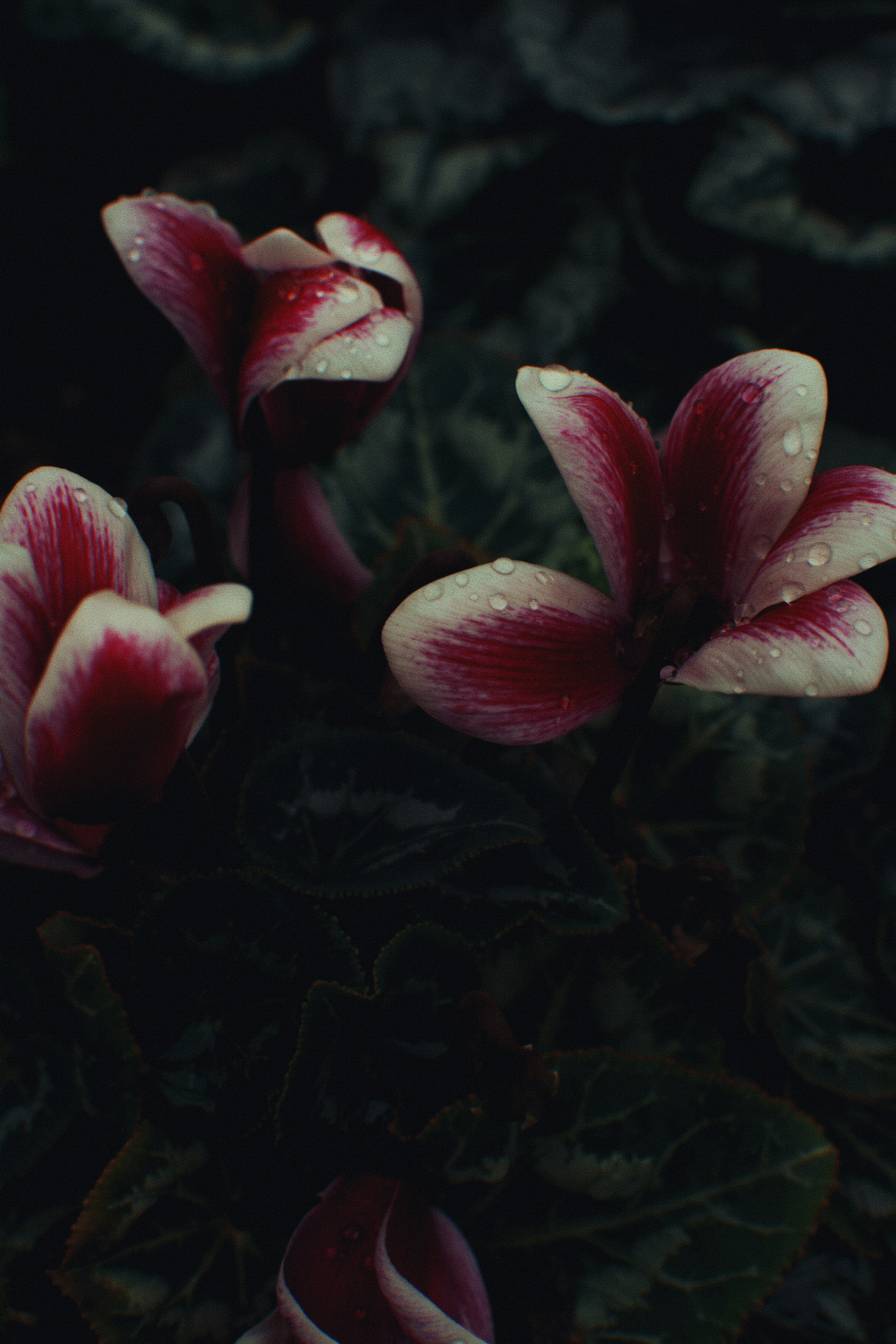 Pink and white cyclamen flowers with water droplets.