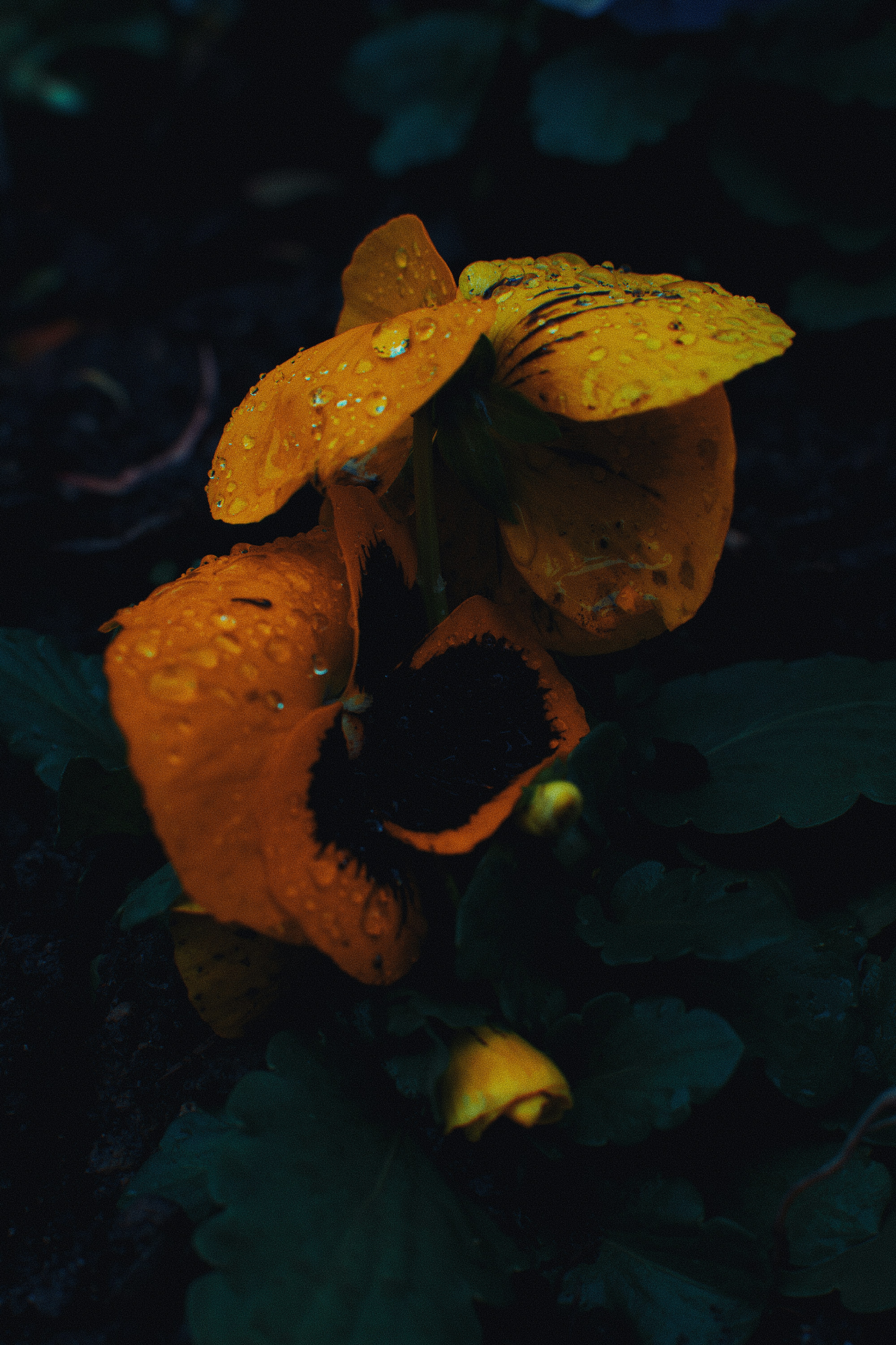 Yellow pansies with water droplets on petals.