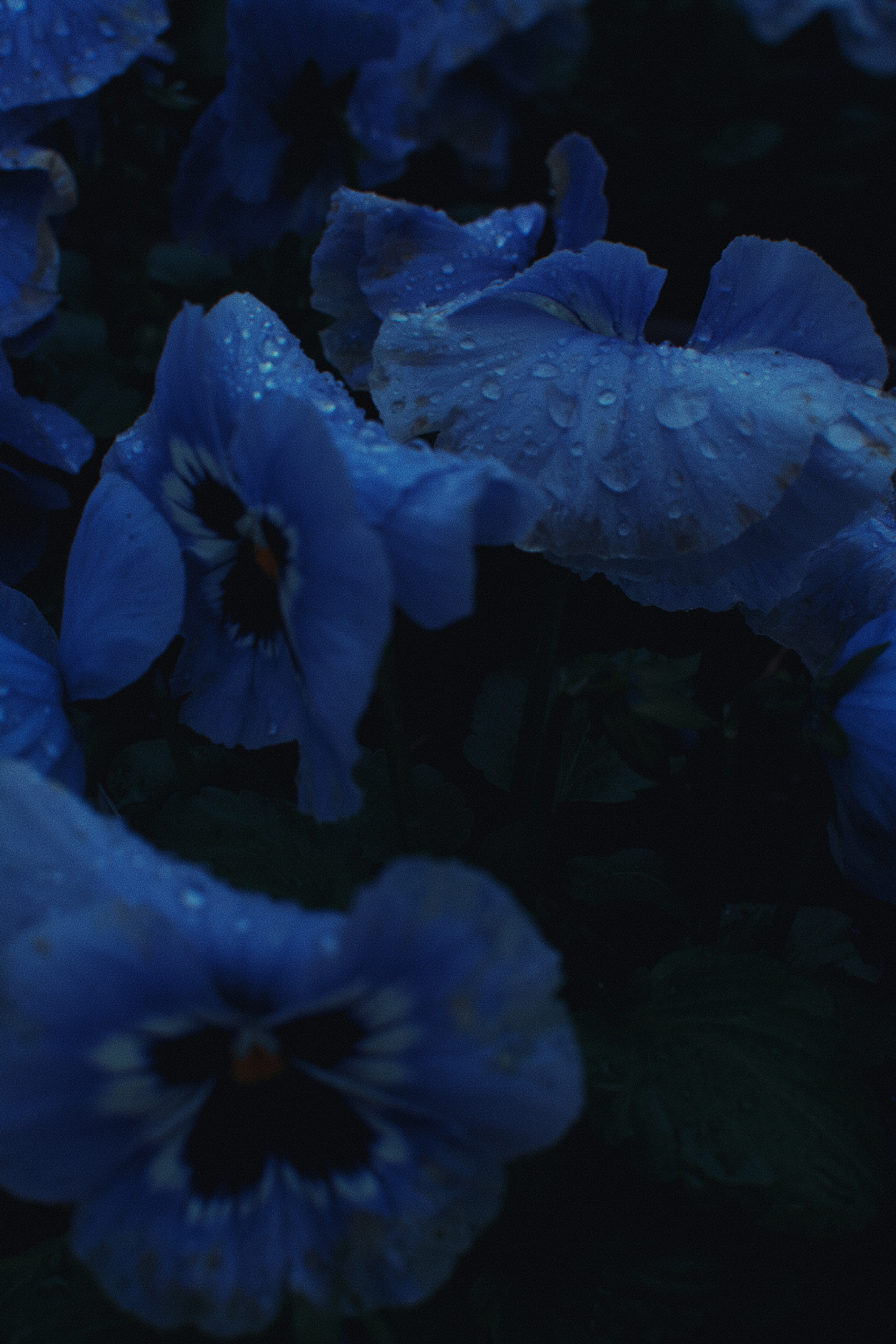Blue flowers with water droplets in the dark