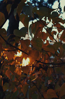 Sunlight filters through autumn leaves on branches.