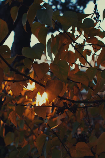 Sunlight filters through autumn leaves on branches.