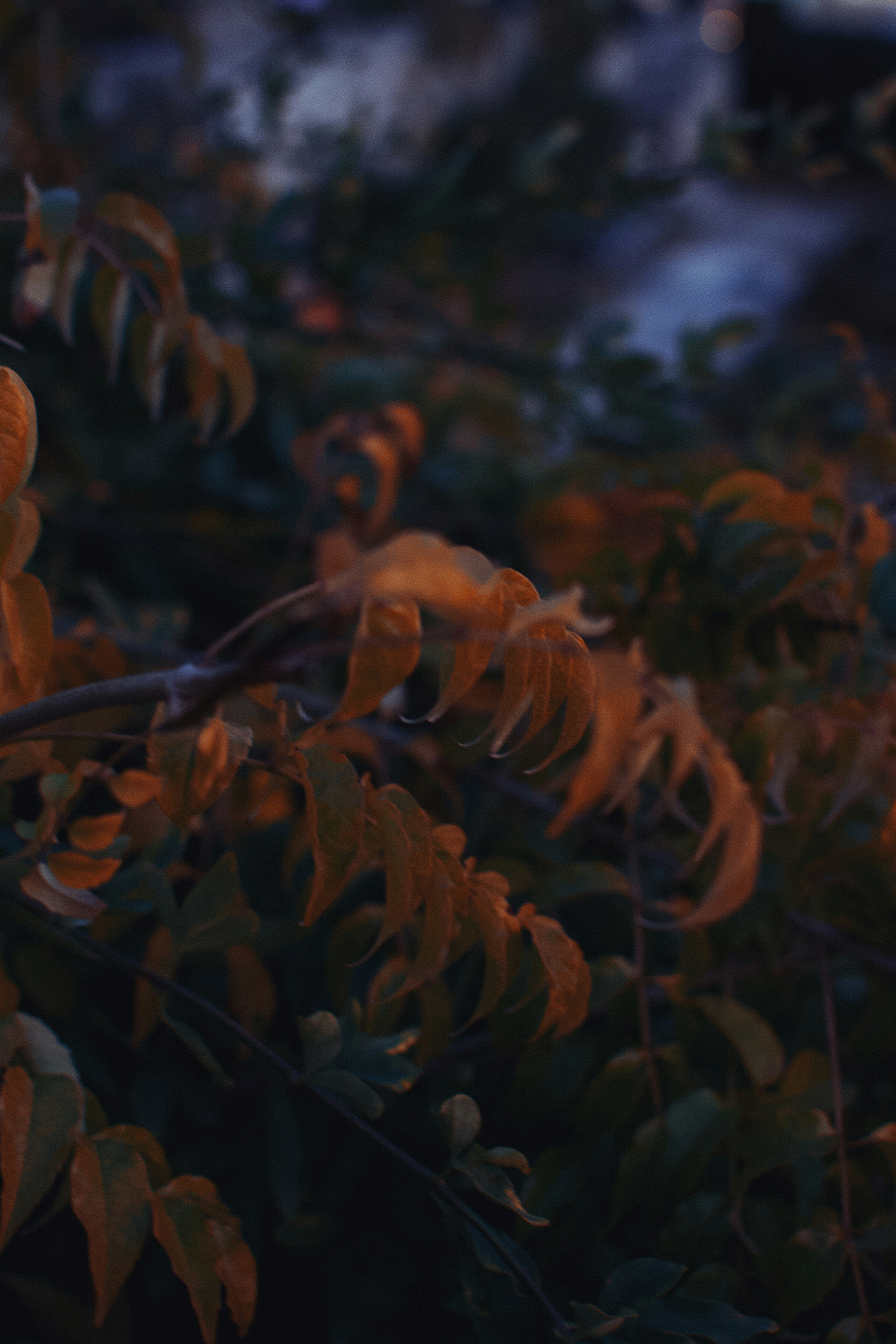 Autumn leaves on a dark background