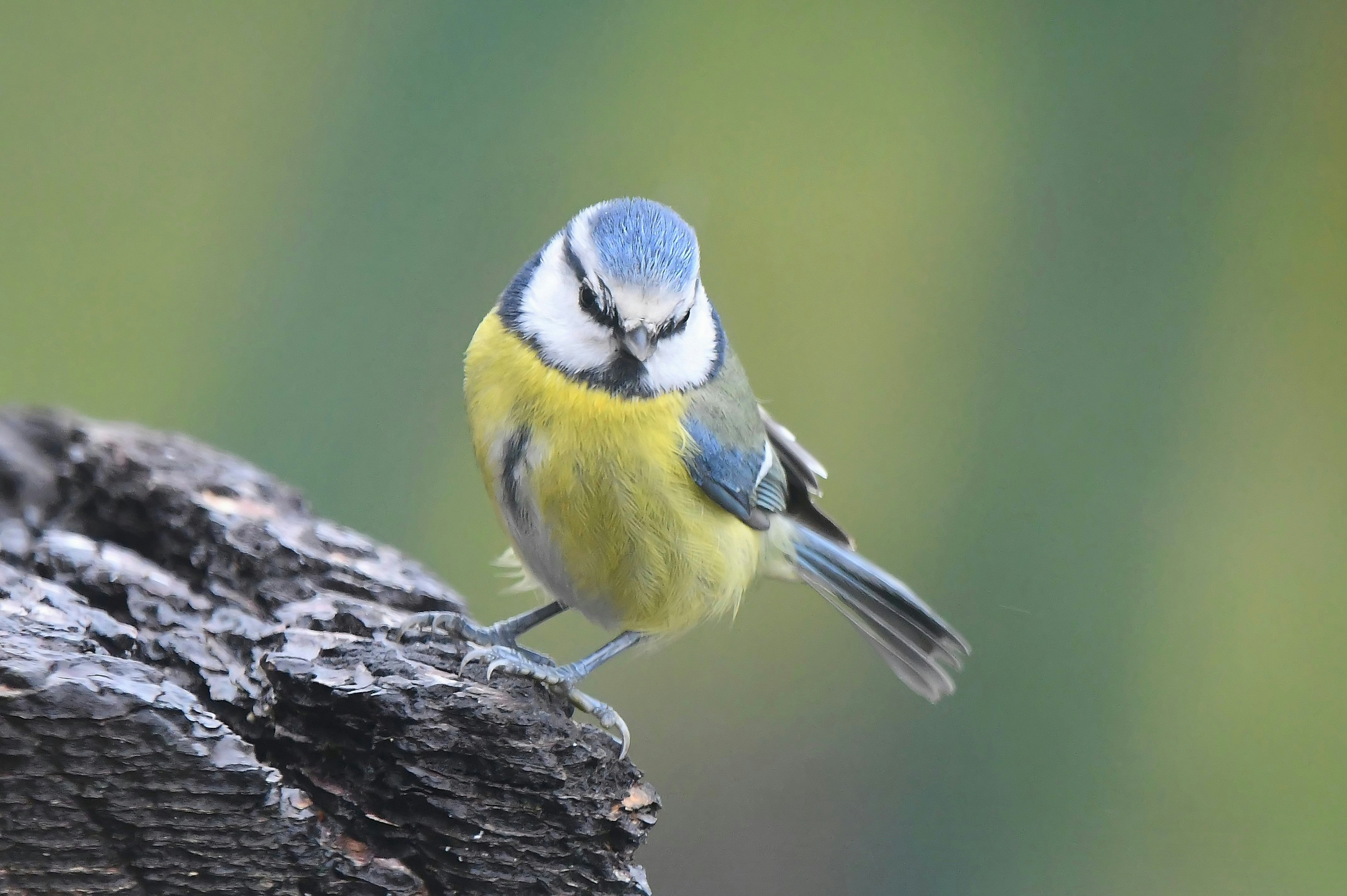 Photo by geraldine86170