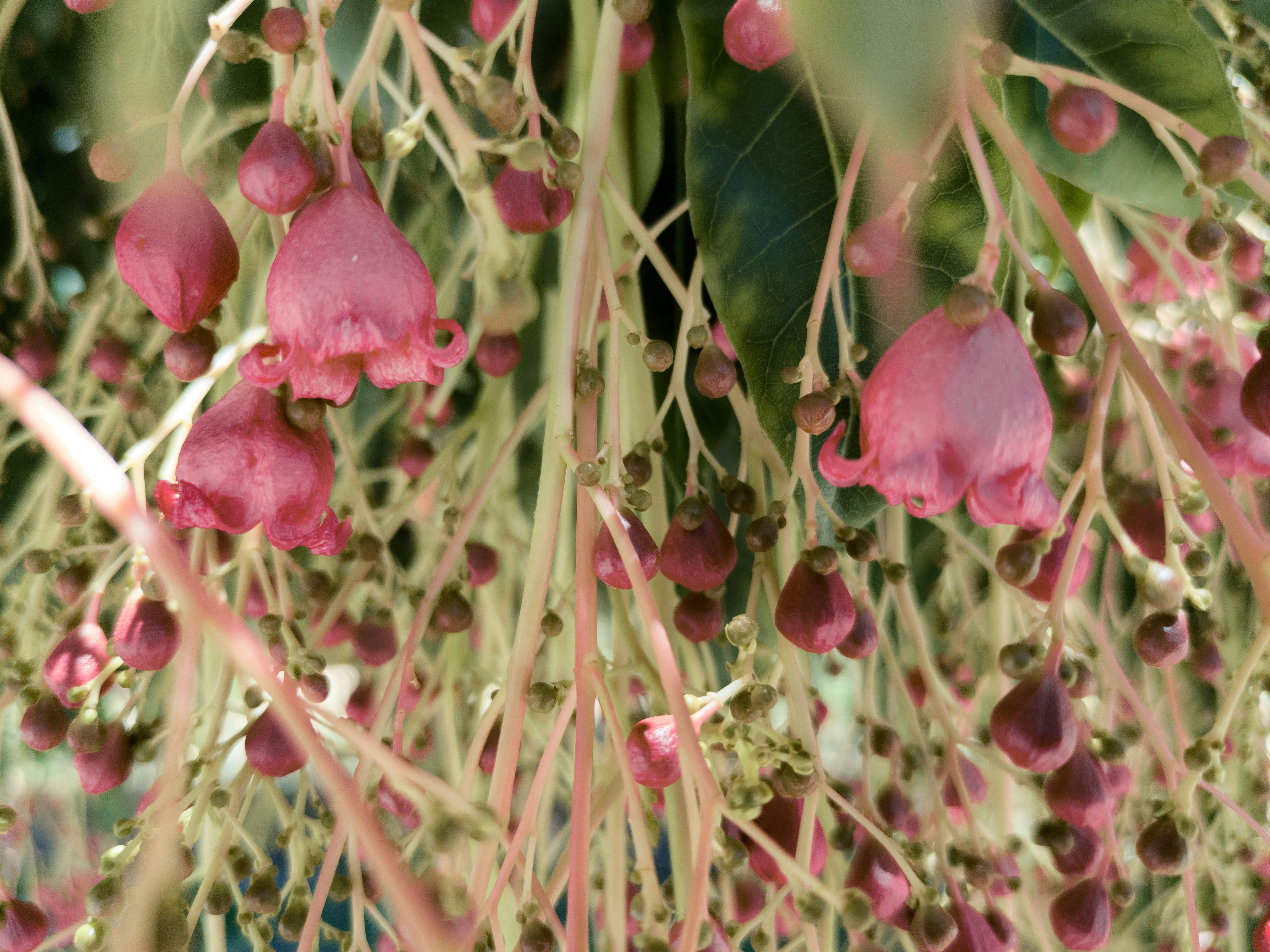 Close-up of assorted dangling pink, bell-shaped flowers surrounded by green leaves and yellow stems. Some of the flowers are small and still buds.