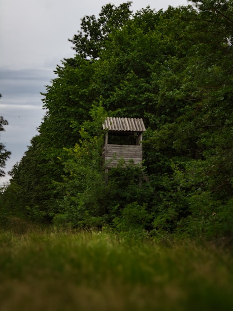 Large whitetail buck crossing a harvested corn field edge in the Midwest during the October rut