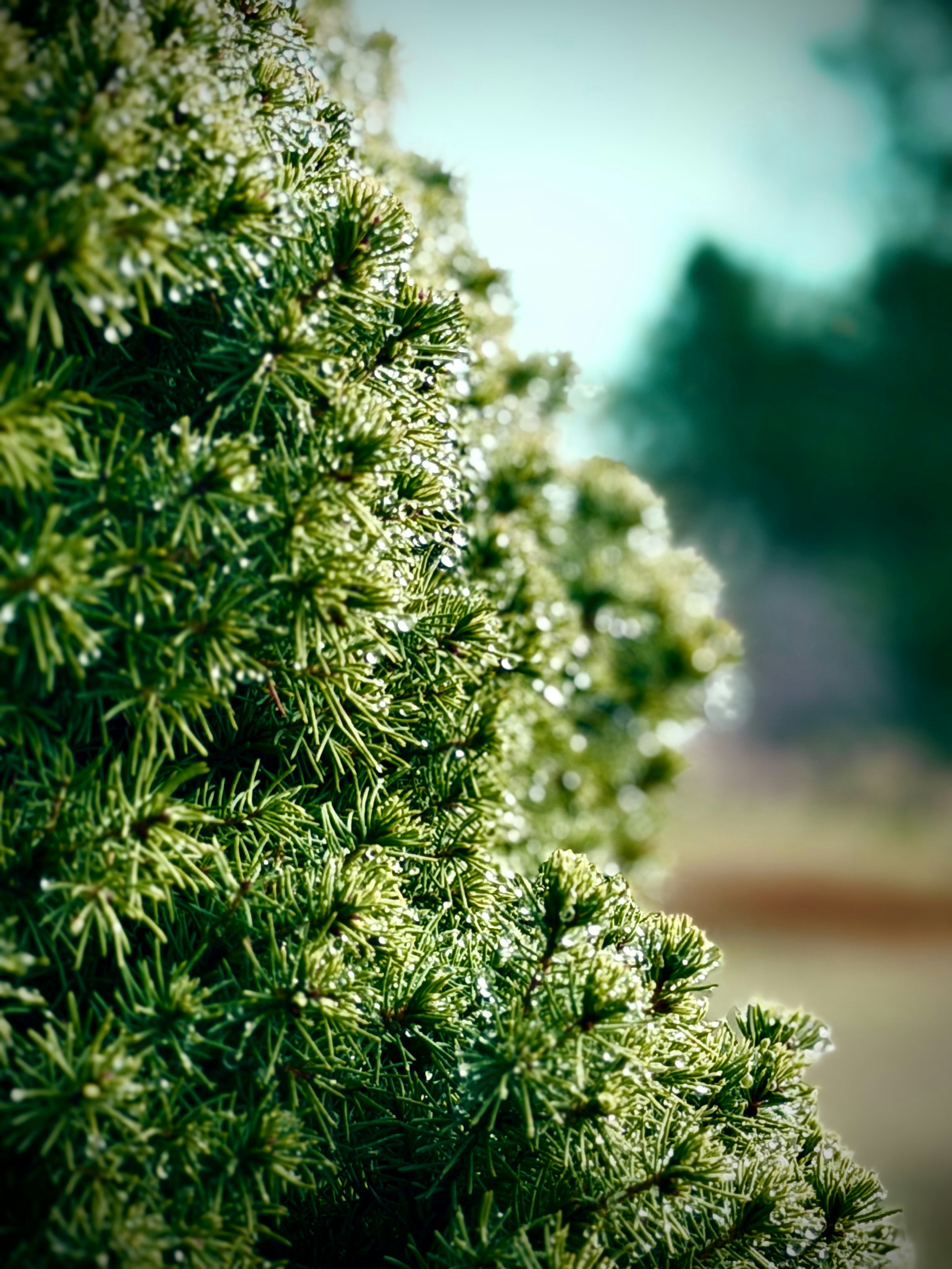Primo piano di un ramo di pino ghiacciato con gocce di rugiada.