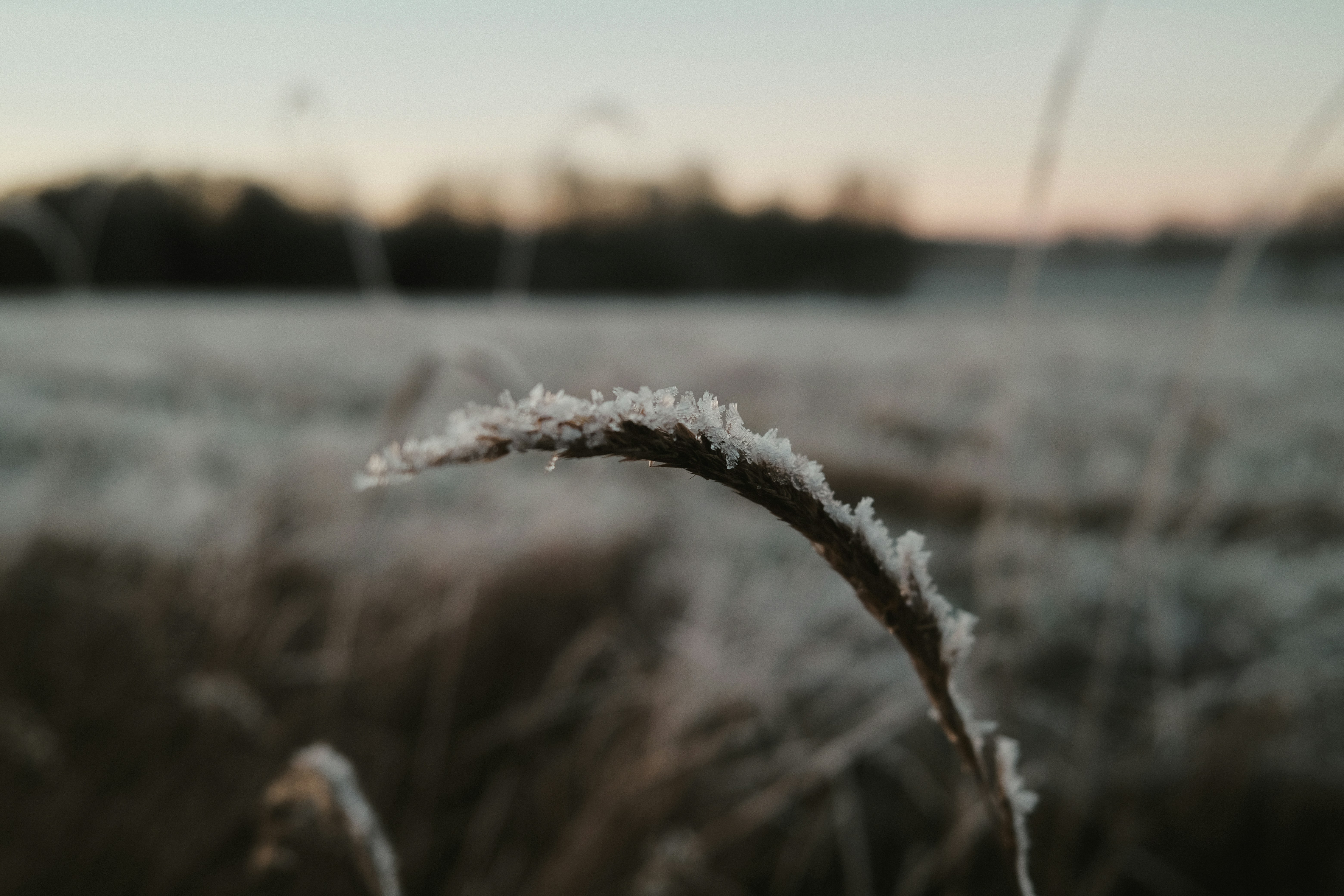 Frost-covered grass blade at sunrise