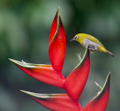 A small bird perches on a vibrant red flower.