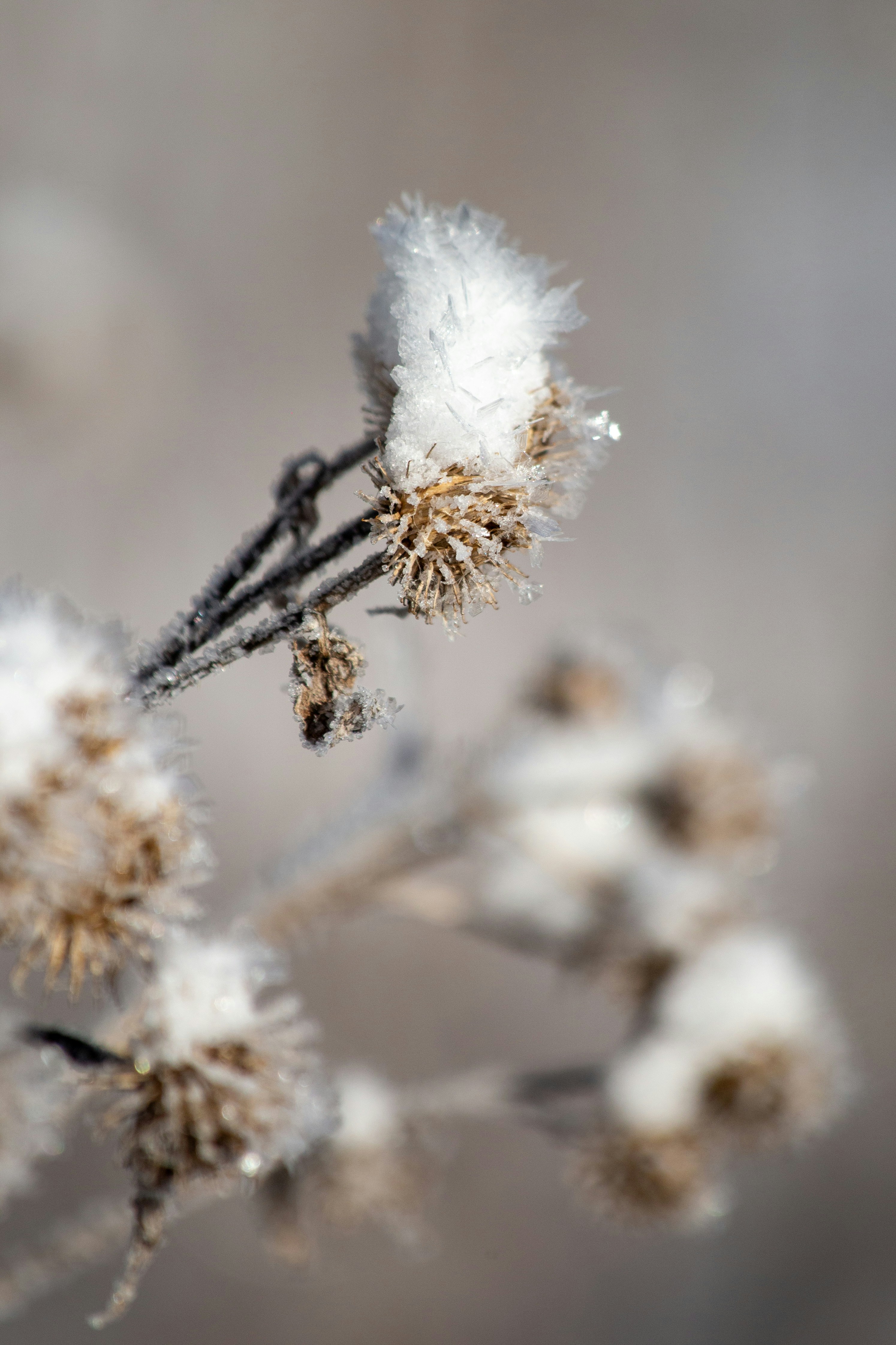 Frozen plant with ice crystals in winter