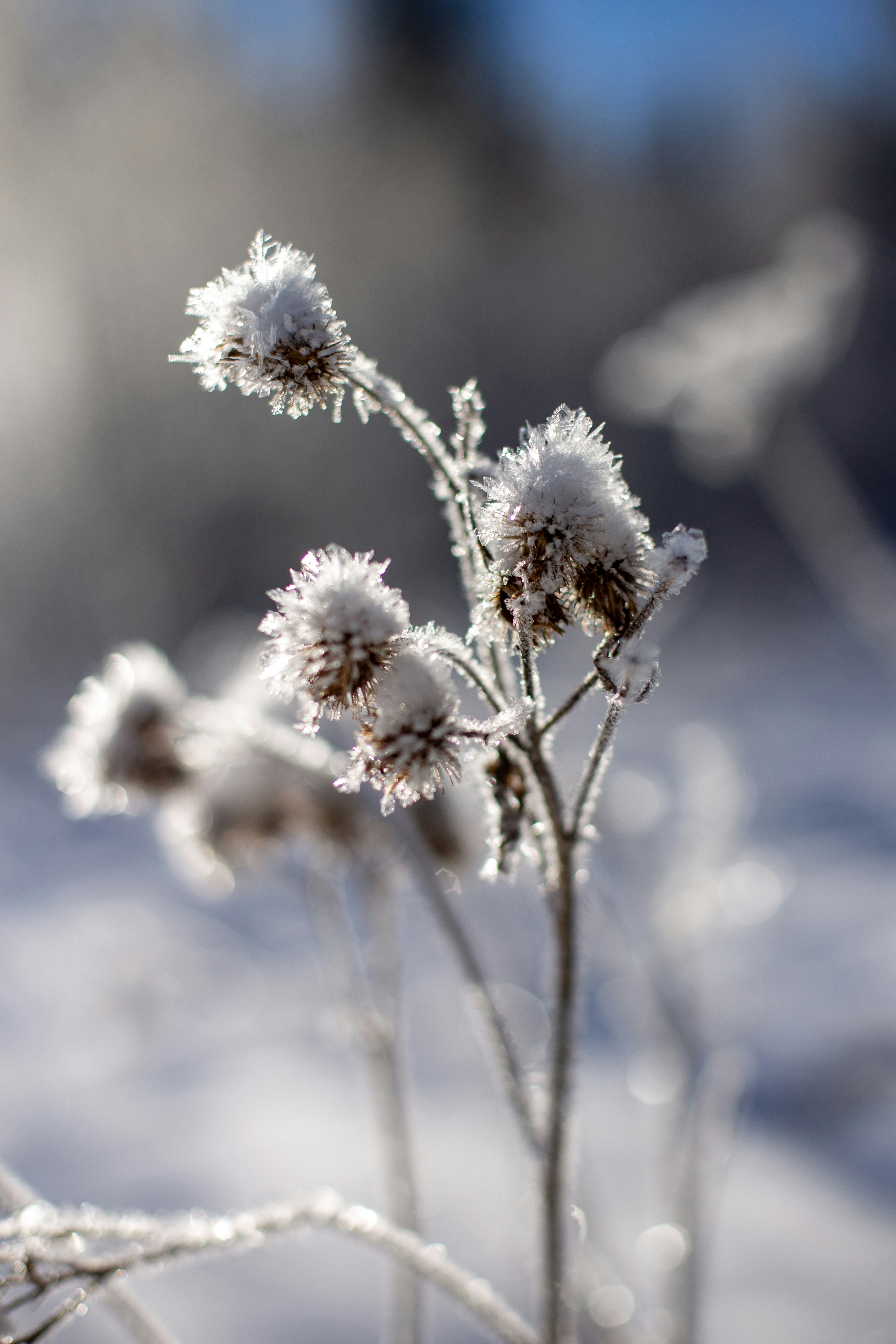 Photo by raymondpetrik