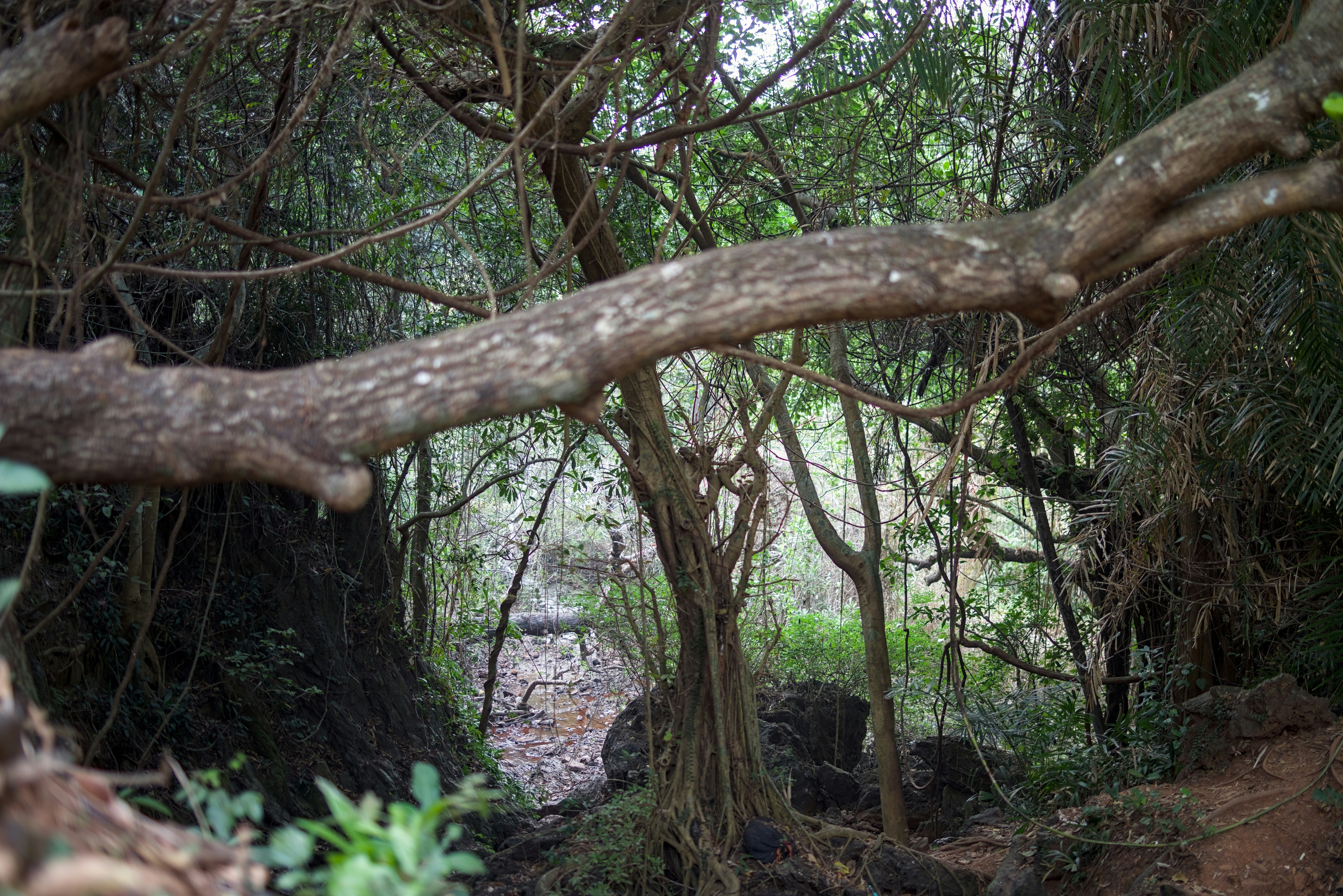 Photo by satishdharmavarapu