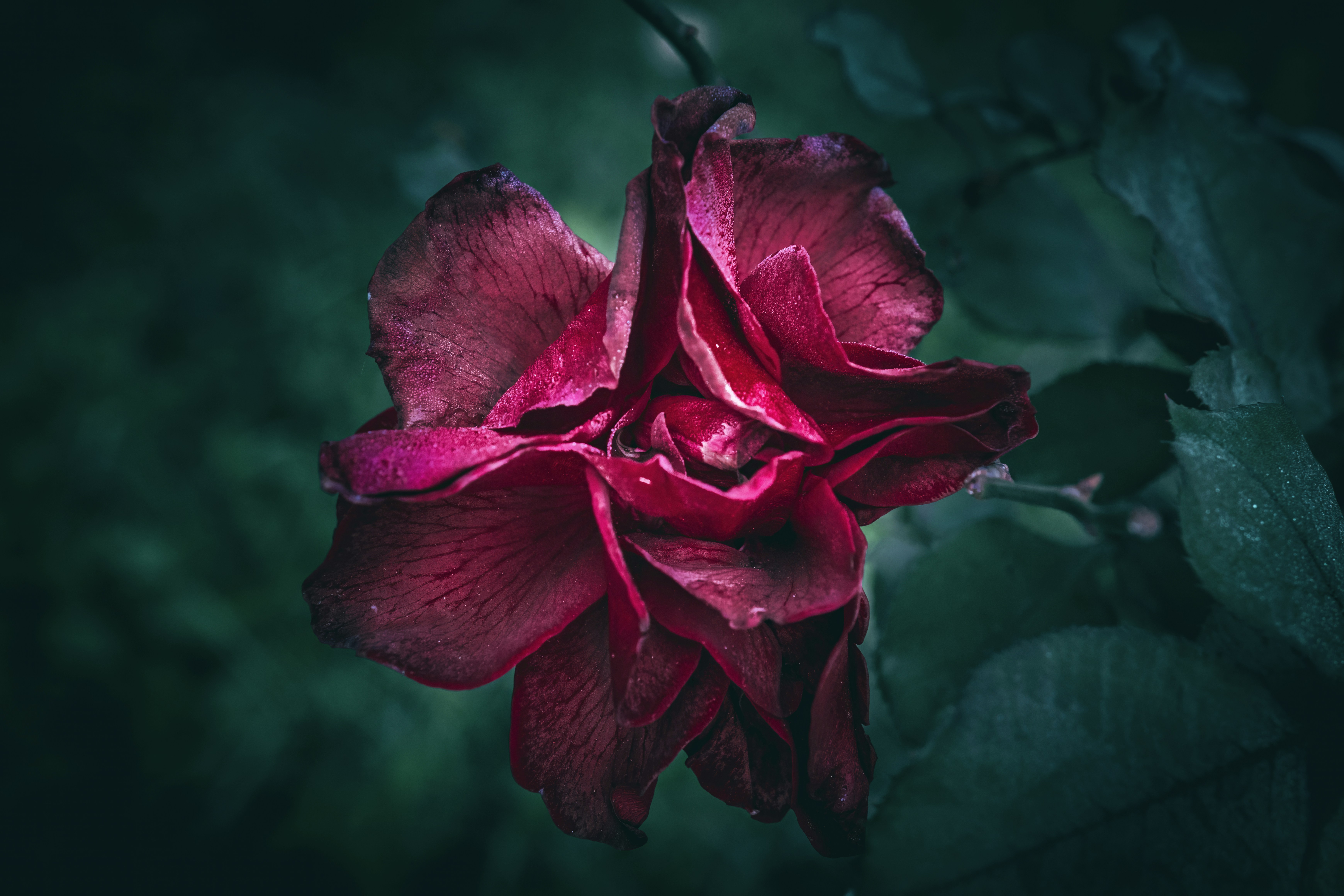 A wilting deep red rose with dark green leaves