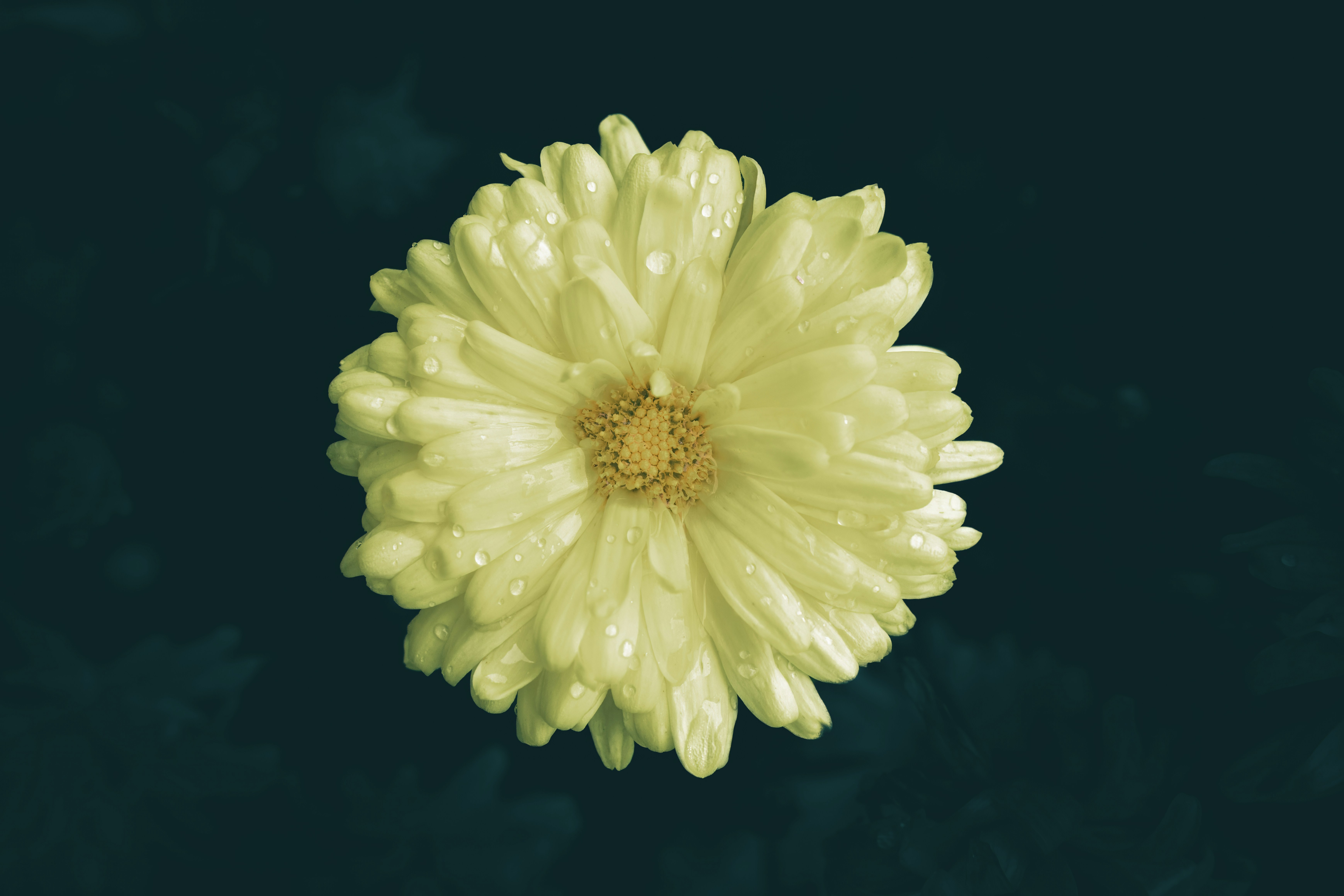 A pale yellow chrysanthemum flower with water droplets.