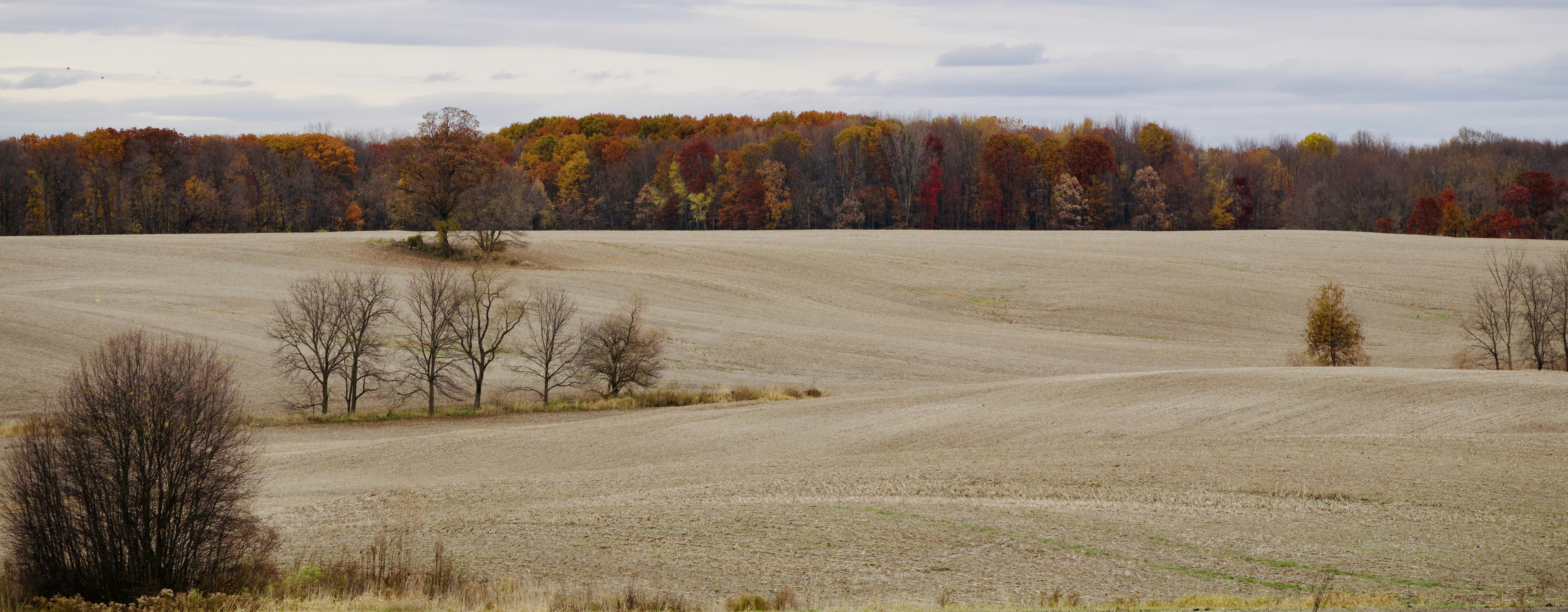 Autumn trees line a harvested field under a cloudy sky 풍경 사진