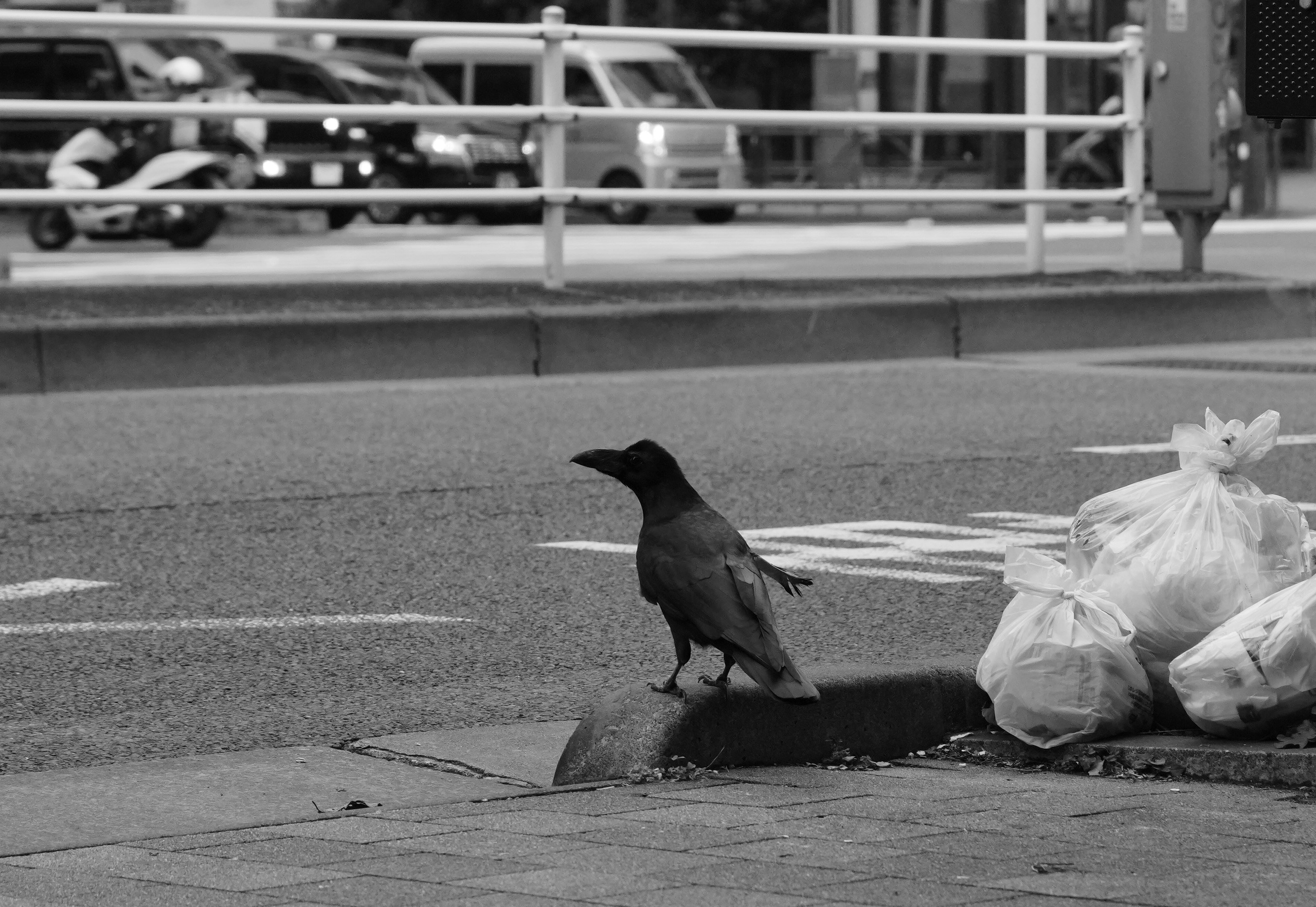 A crow stands on a curb near trash bags.