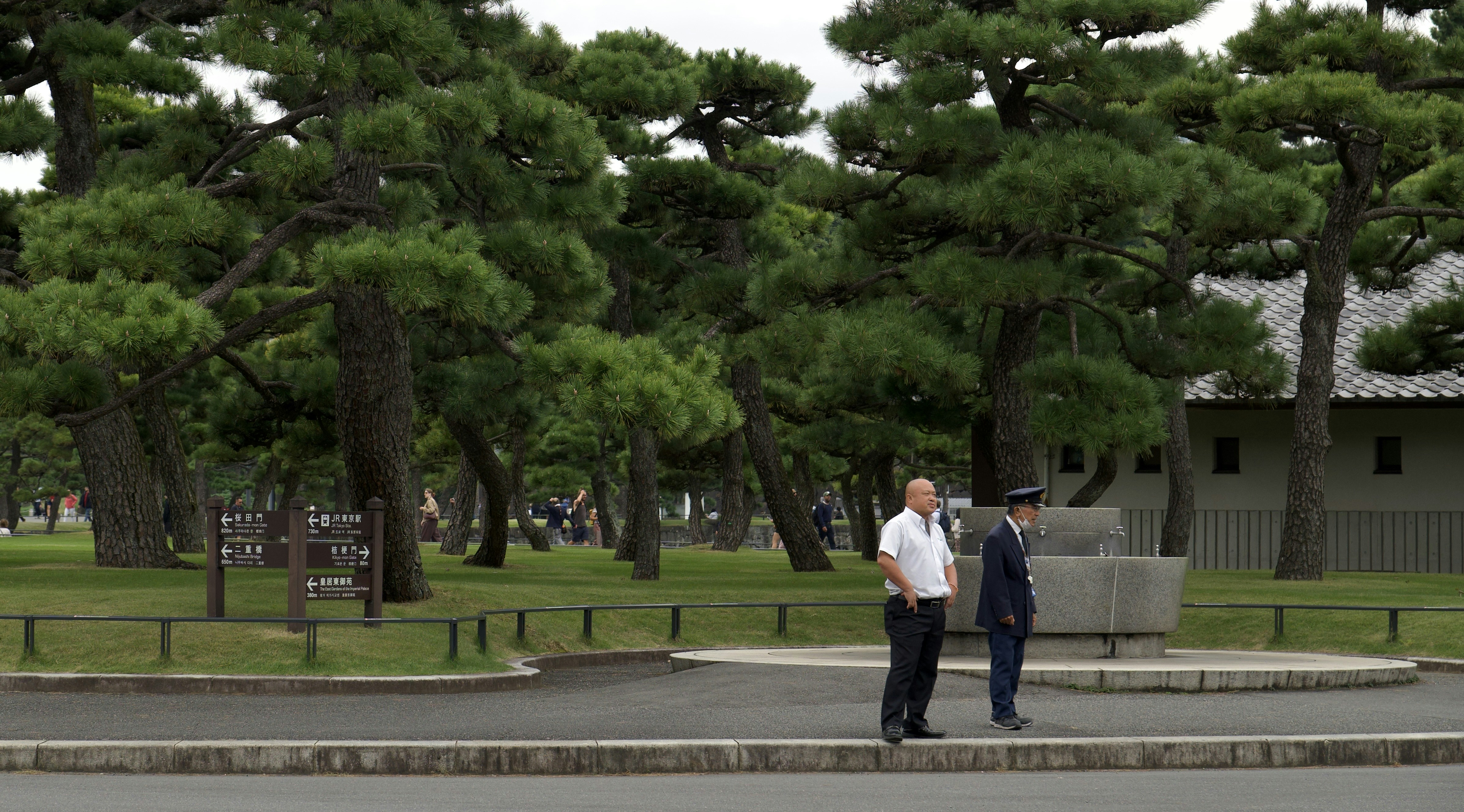 Two men standing near large pine trees