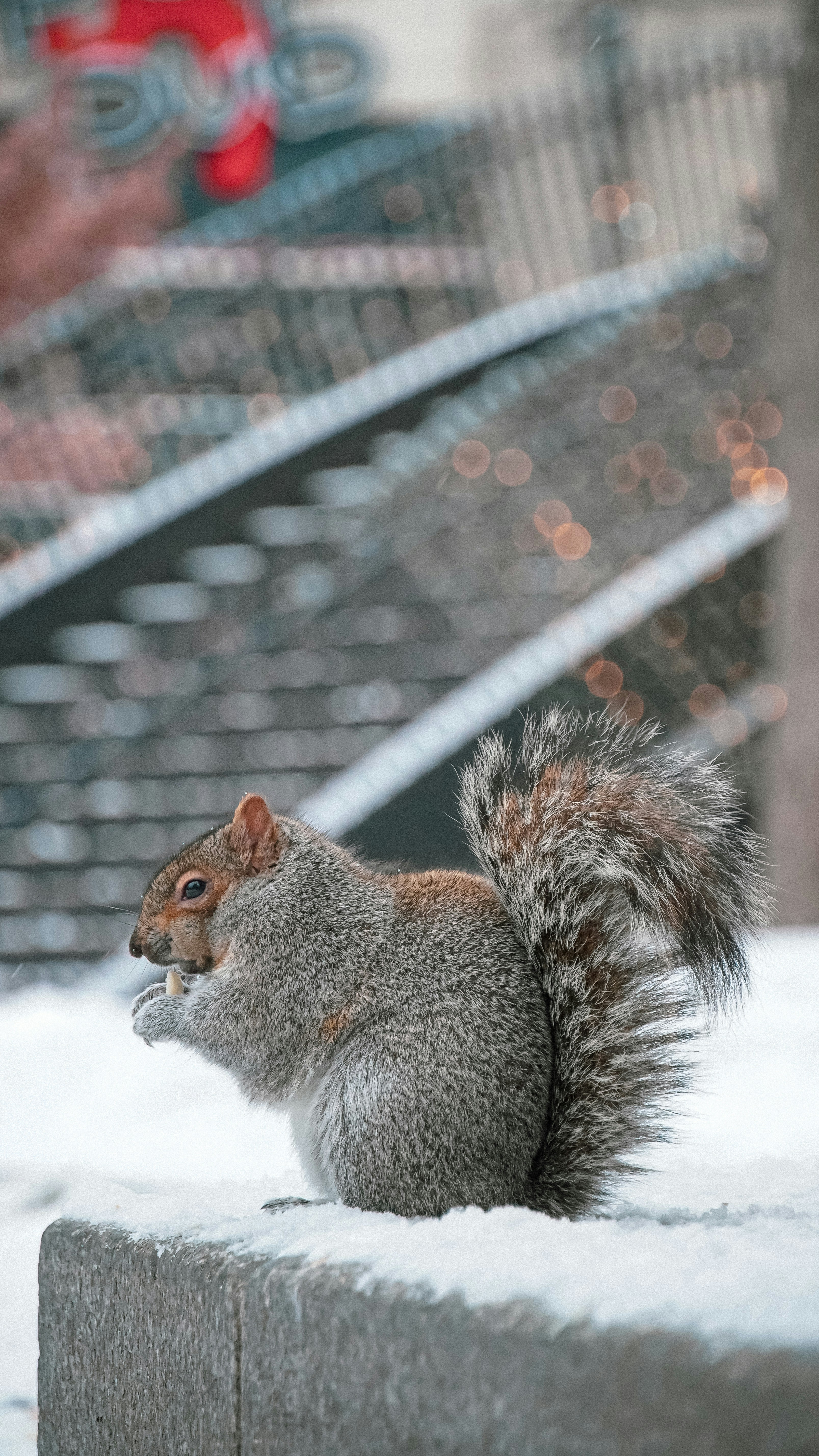 A squirrel sits on a snowy ledge eating a nut.