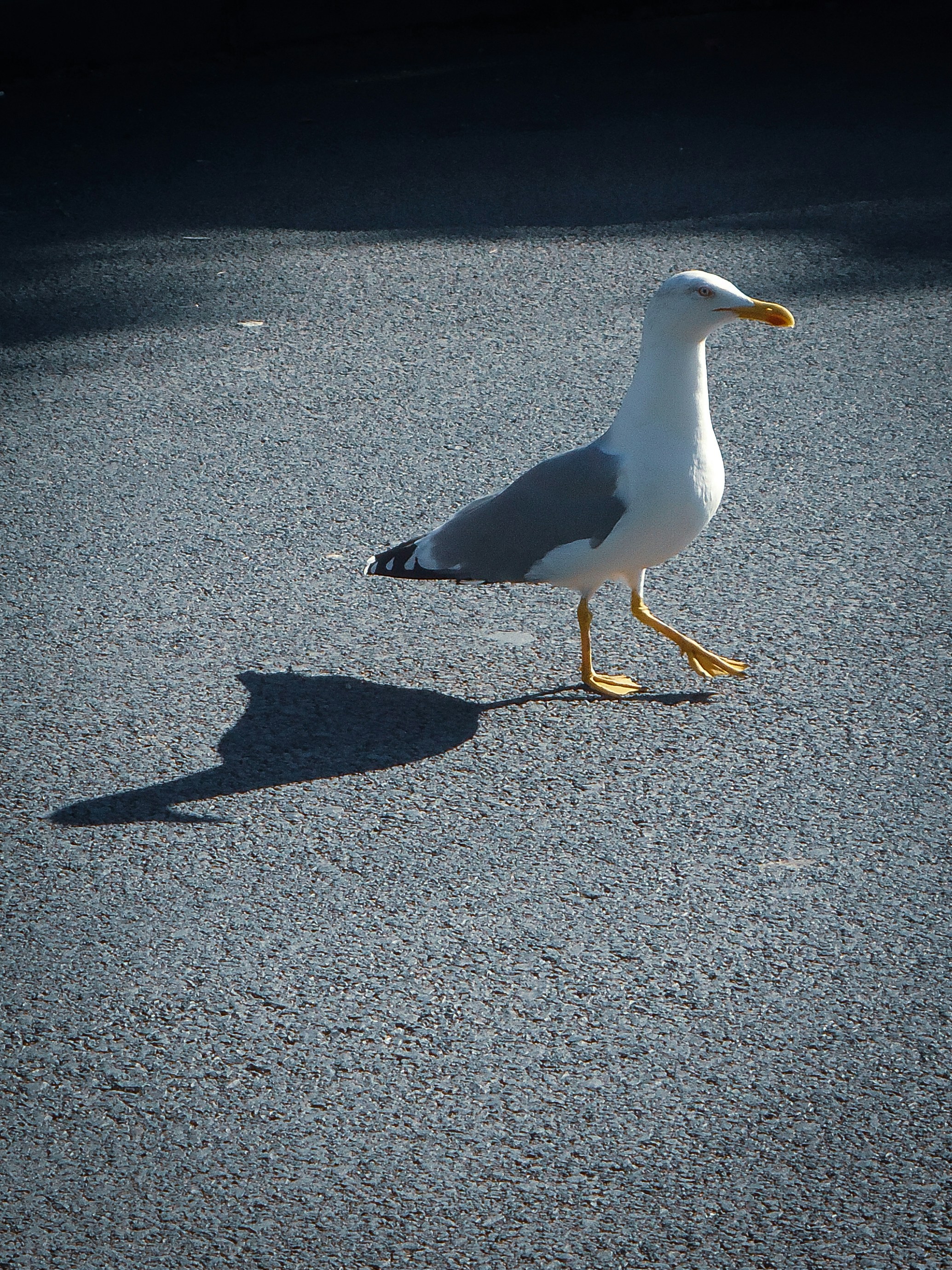 Photo by gurphotogallery