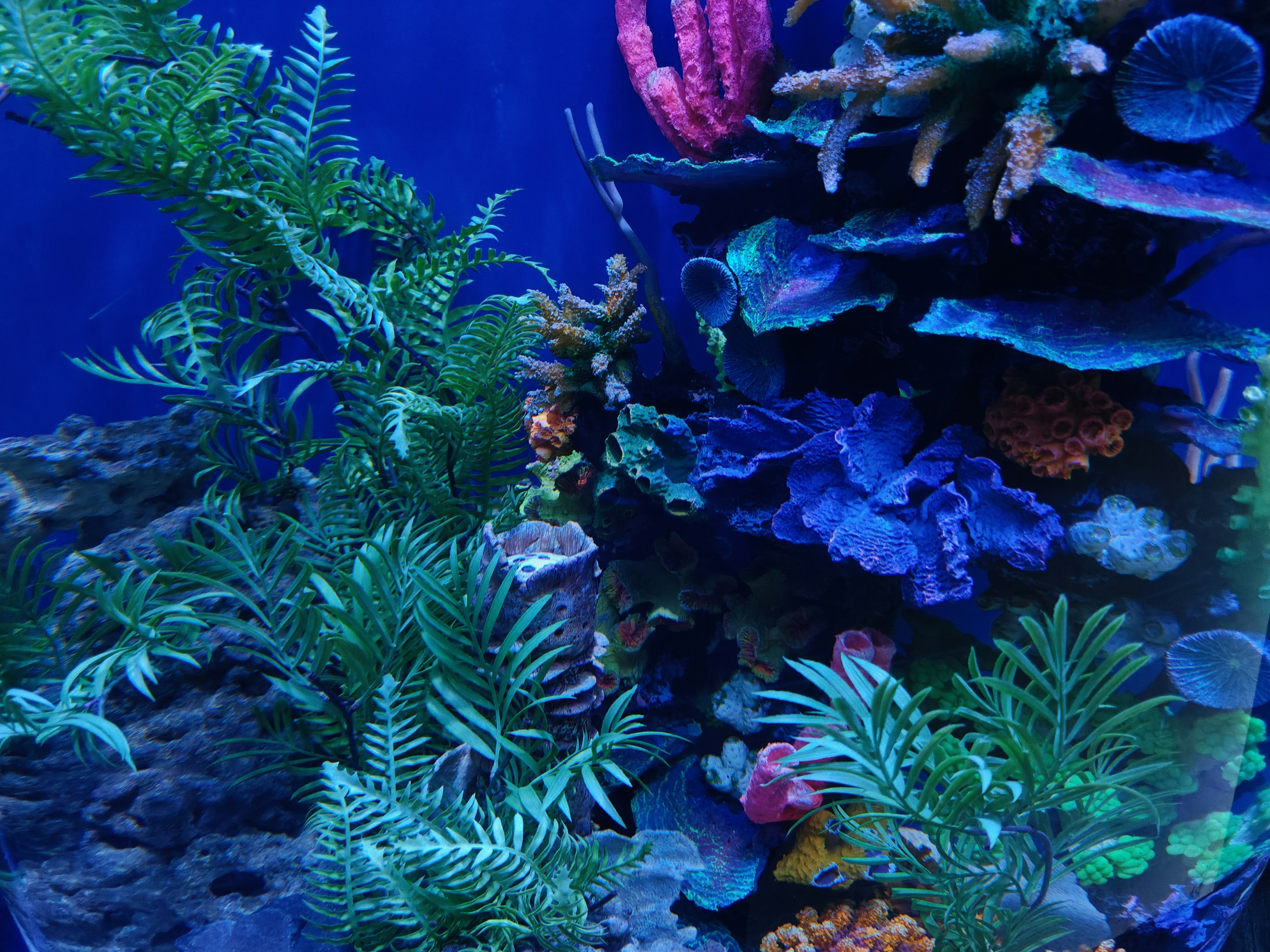 vibrant coral reef - google earth day quiz