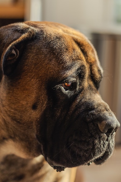 Best Guard Dog Breeds UK: Protection and Family Safety
