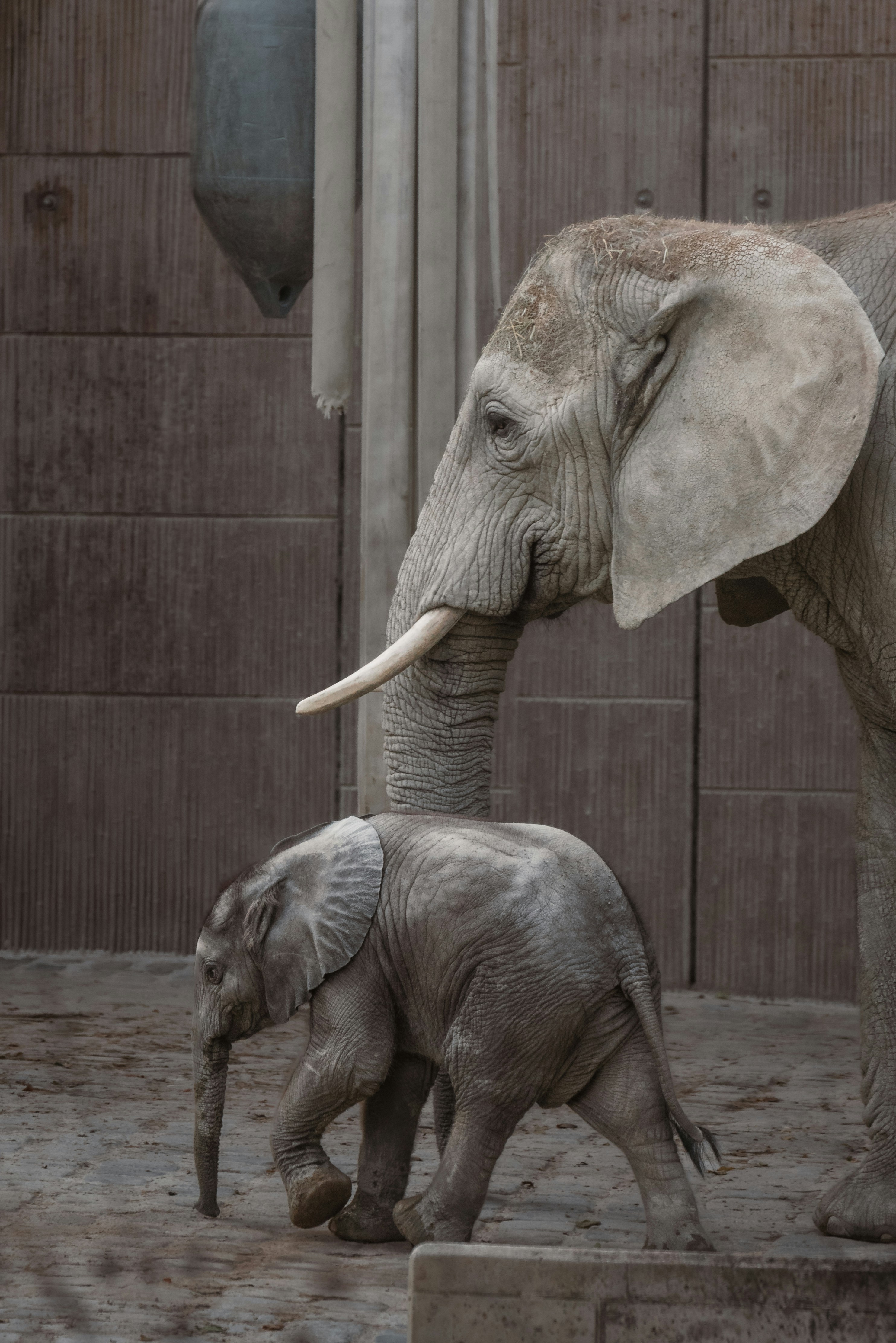 Mother and baby elephant walking side-by-side