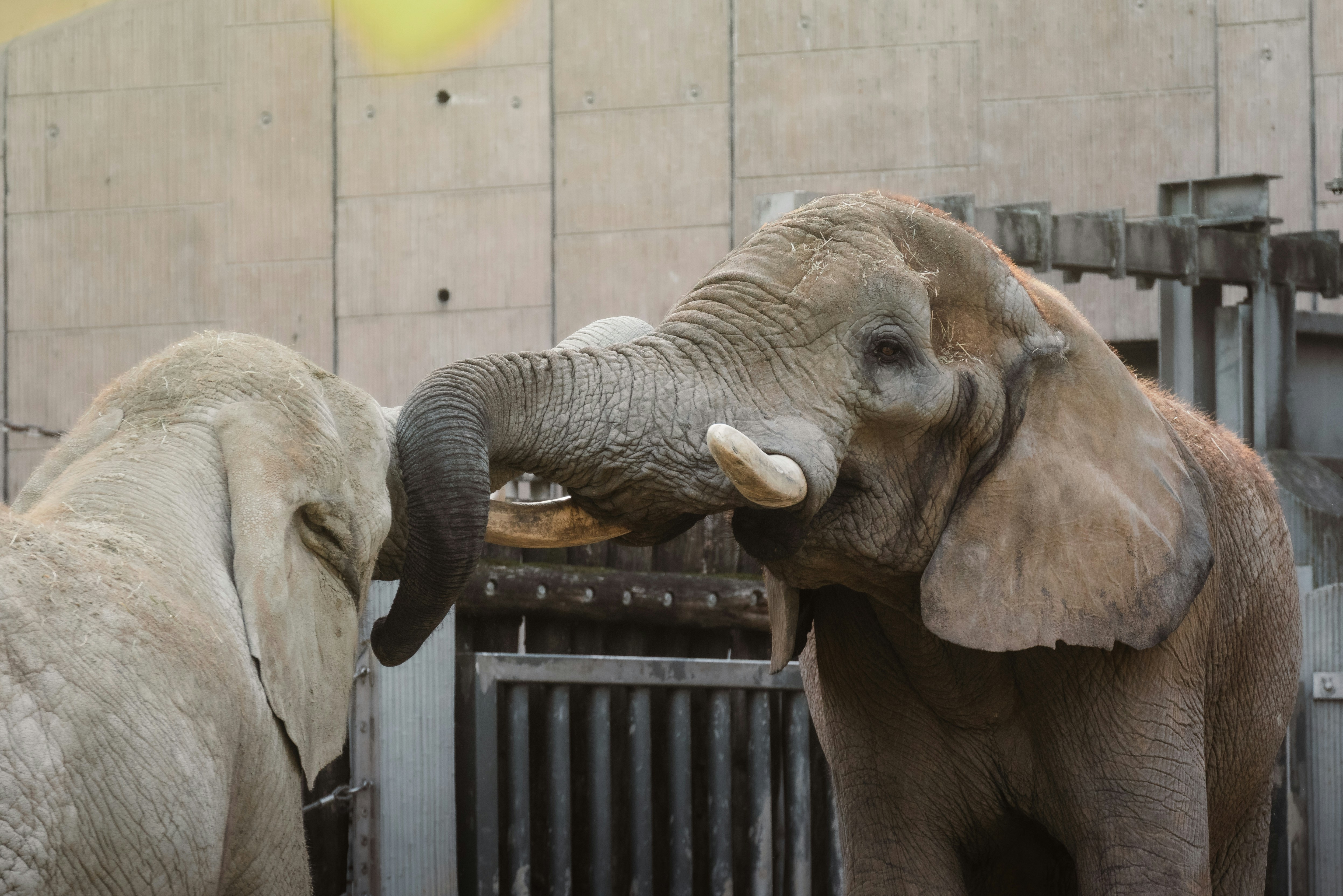 Two elephants interacting with their trunks.