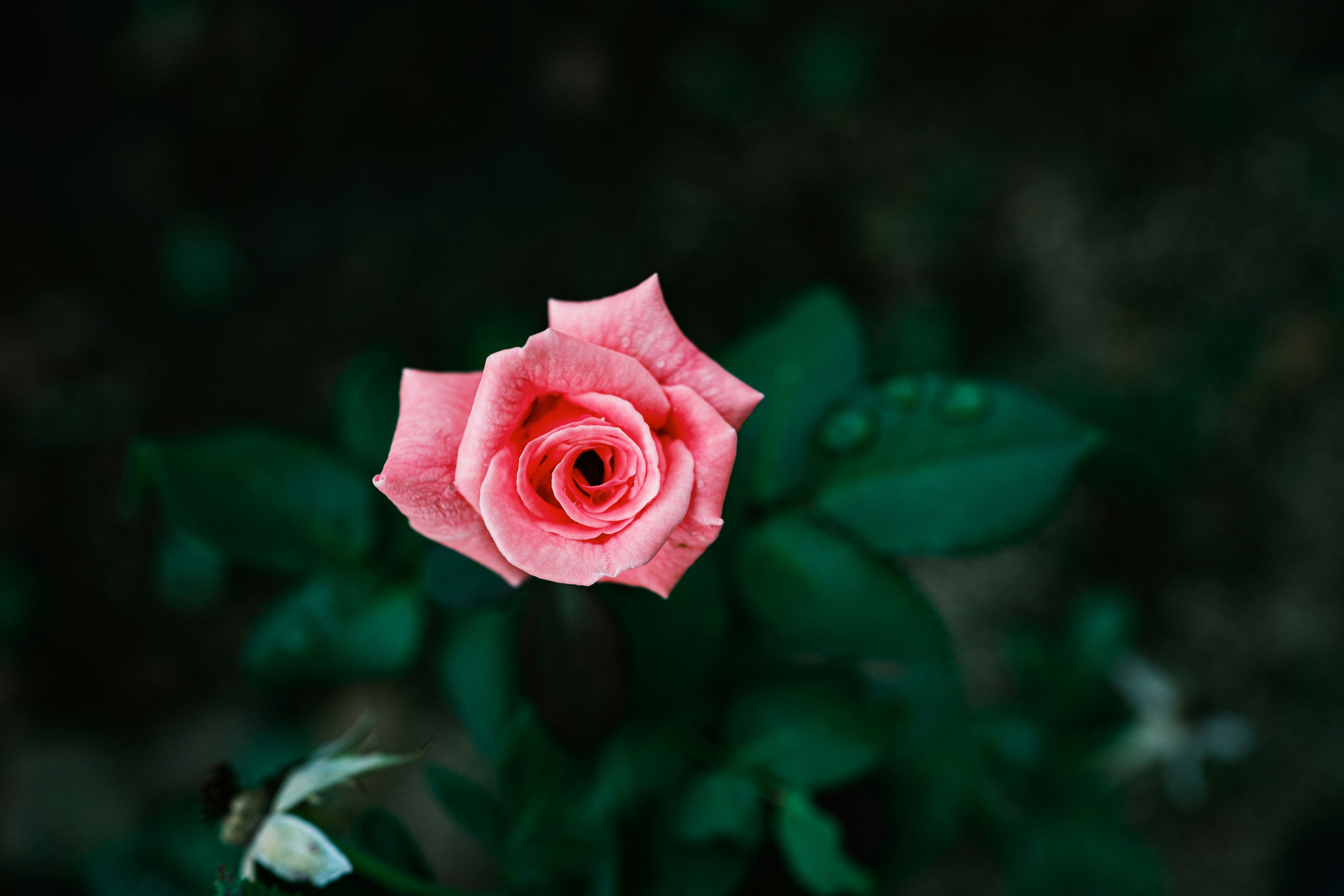 A single pink rose with water droplets on leaves.