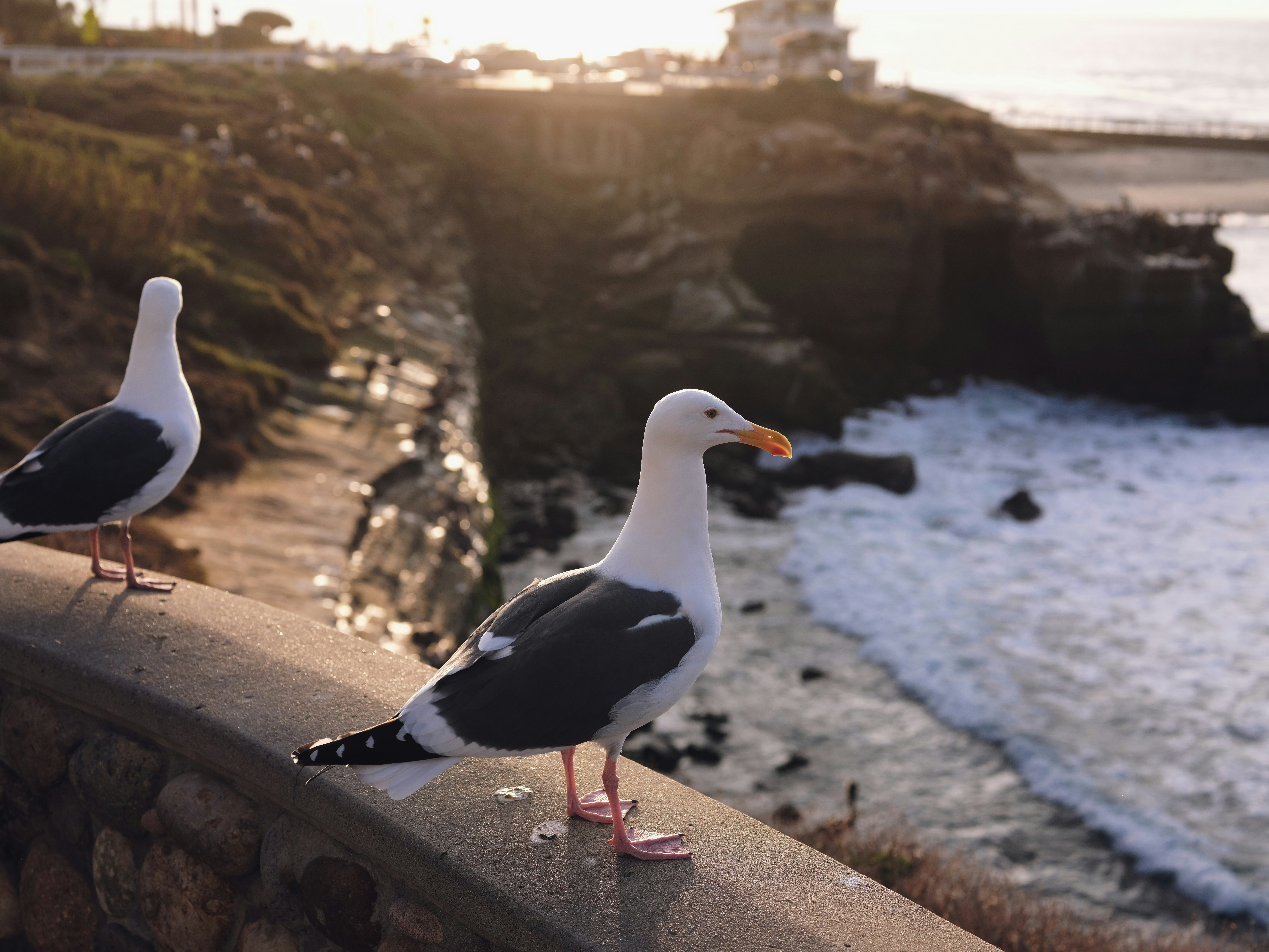 Two seagulls standing on a wall by the ocean.