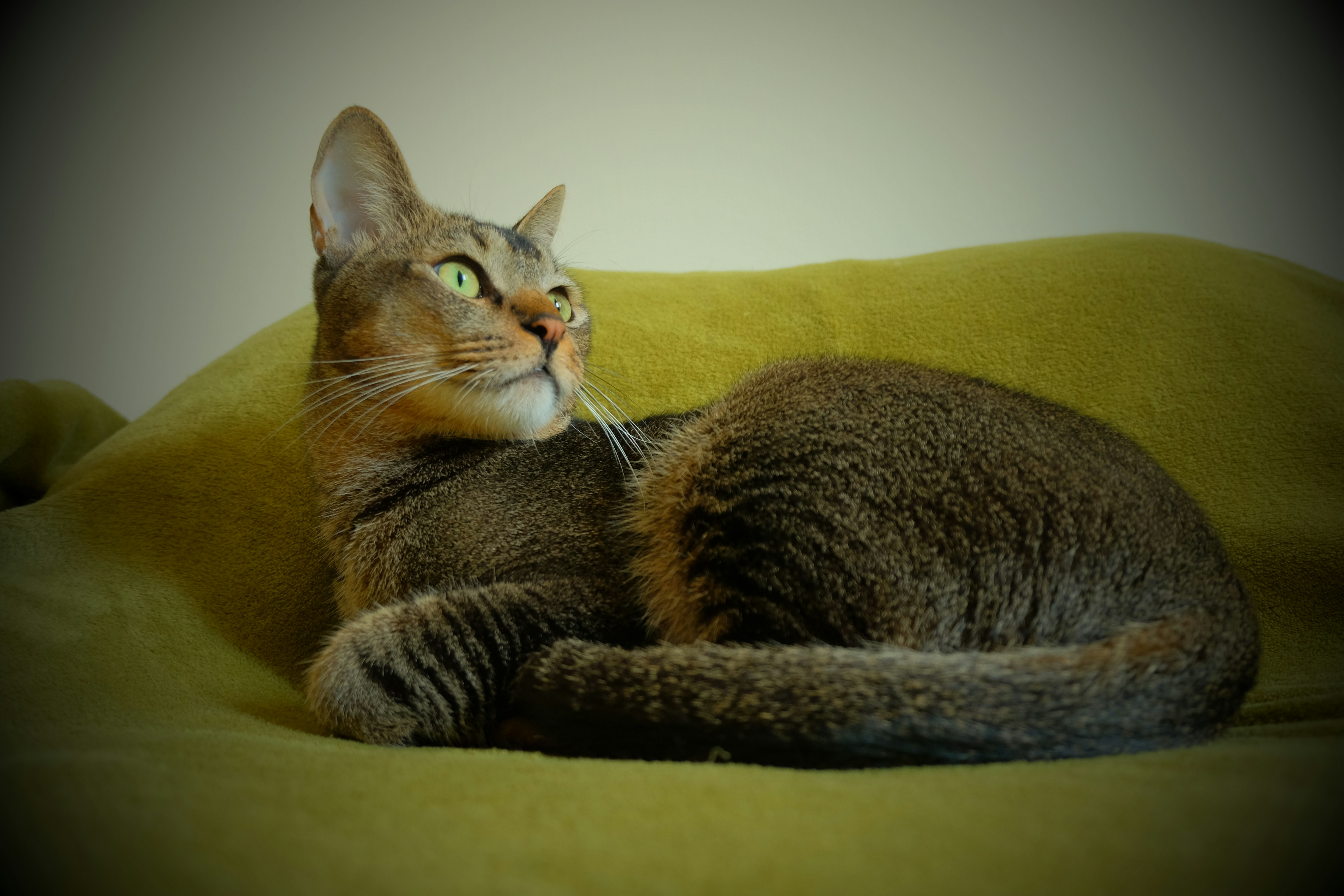 A brown tabby cat rests on a yellow sofa.