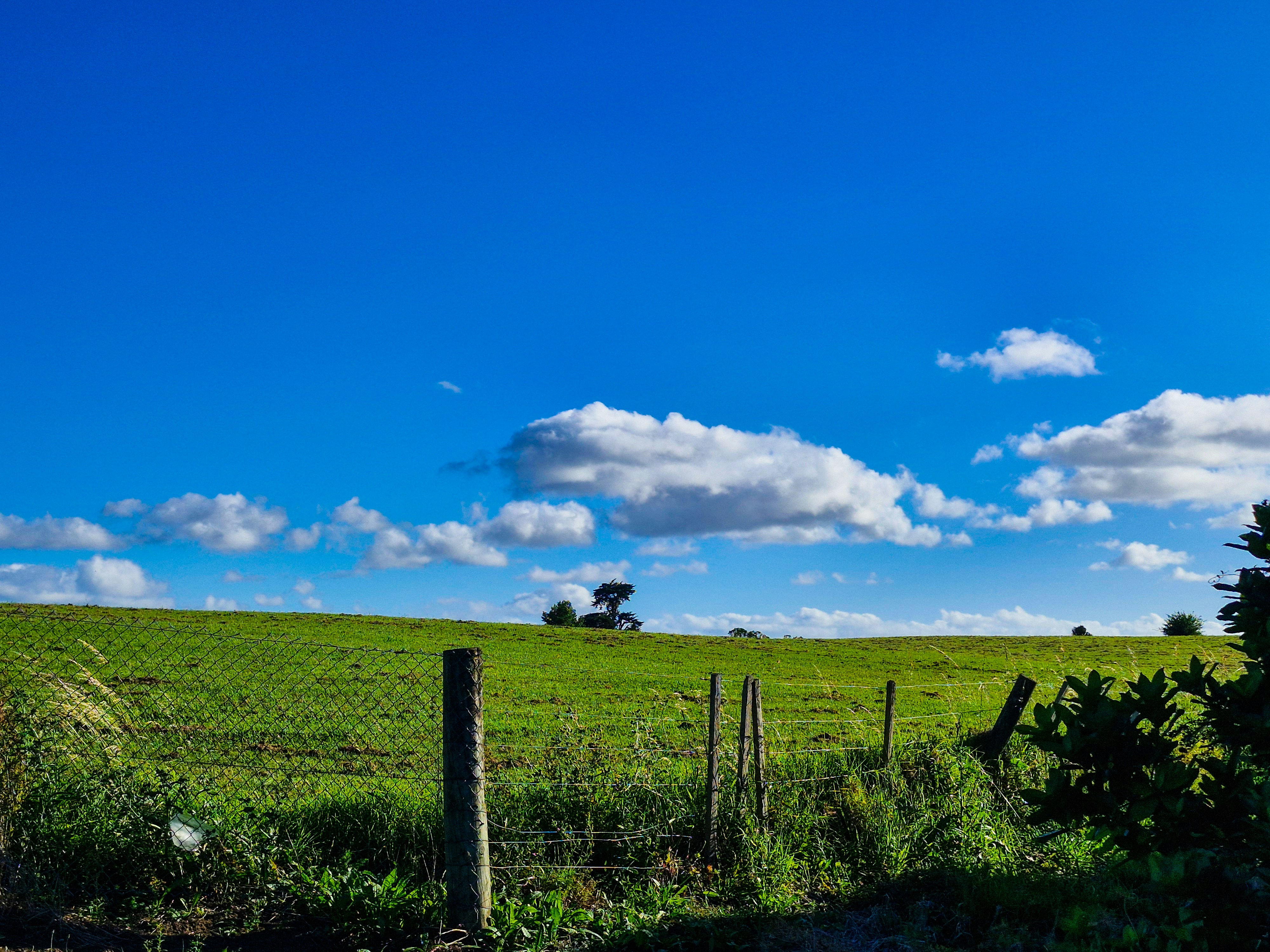 Vast green field under a bright blue sky.