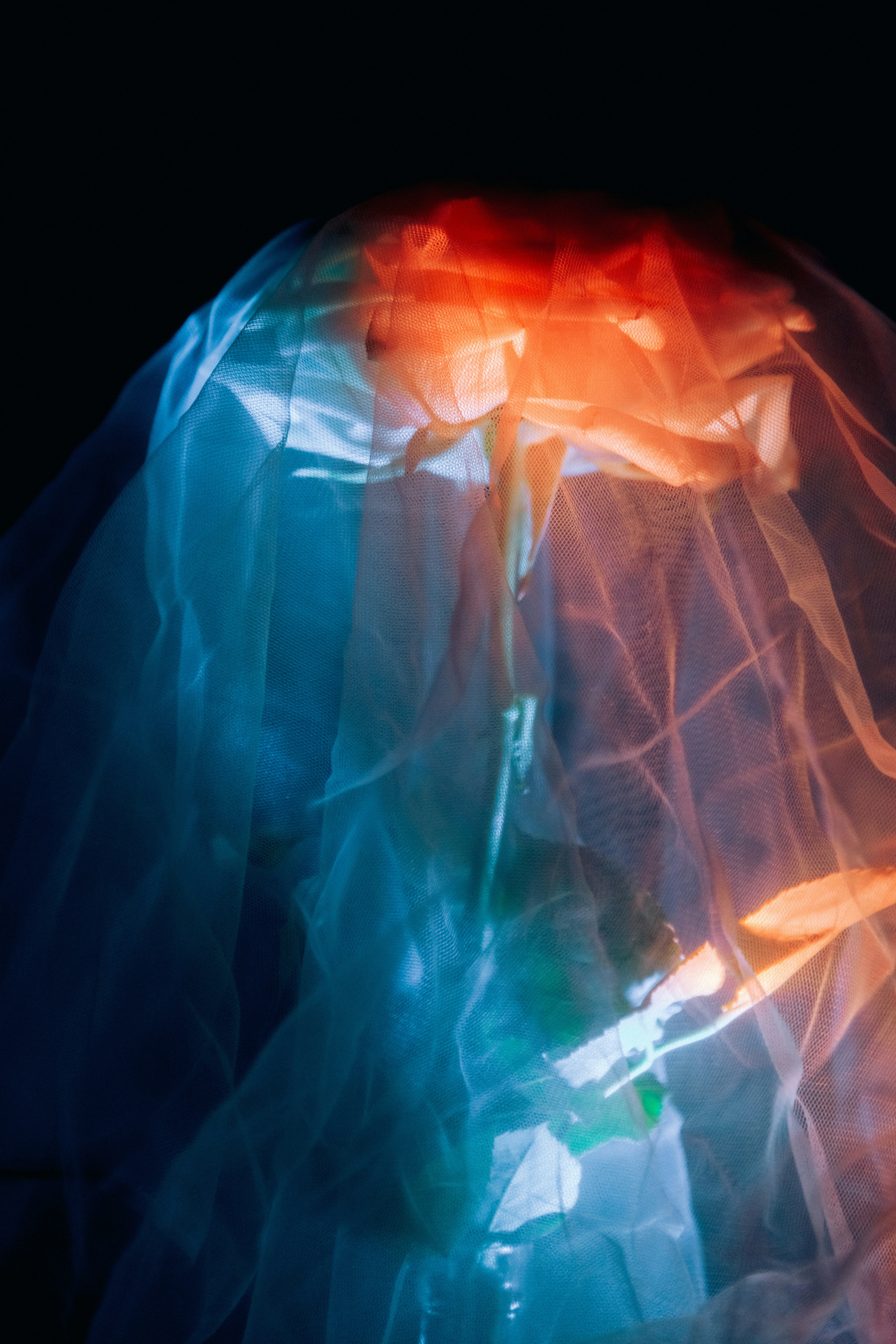 Abstract floral arrangement with blue and orange light