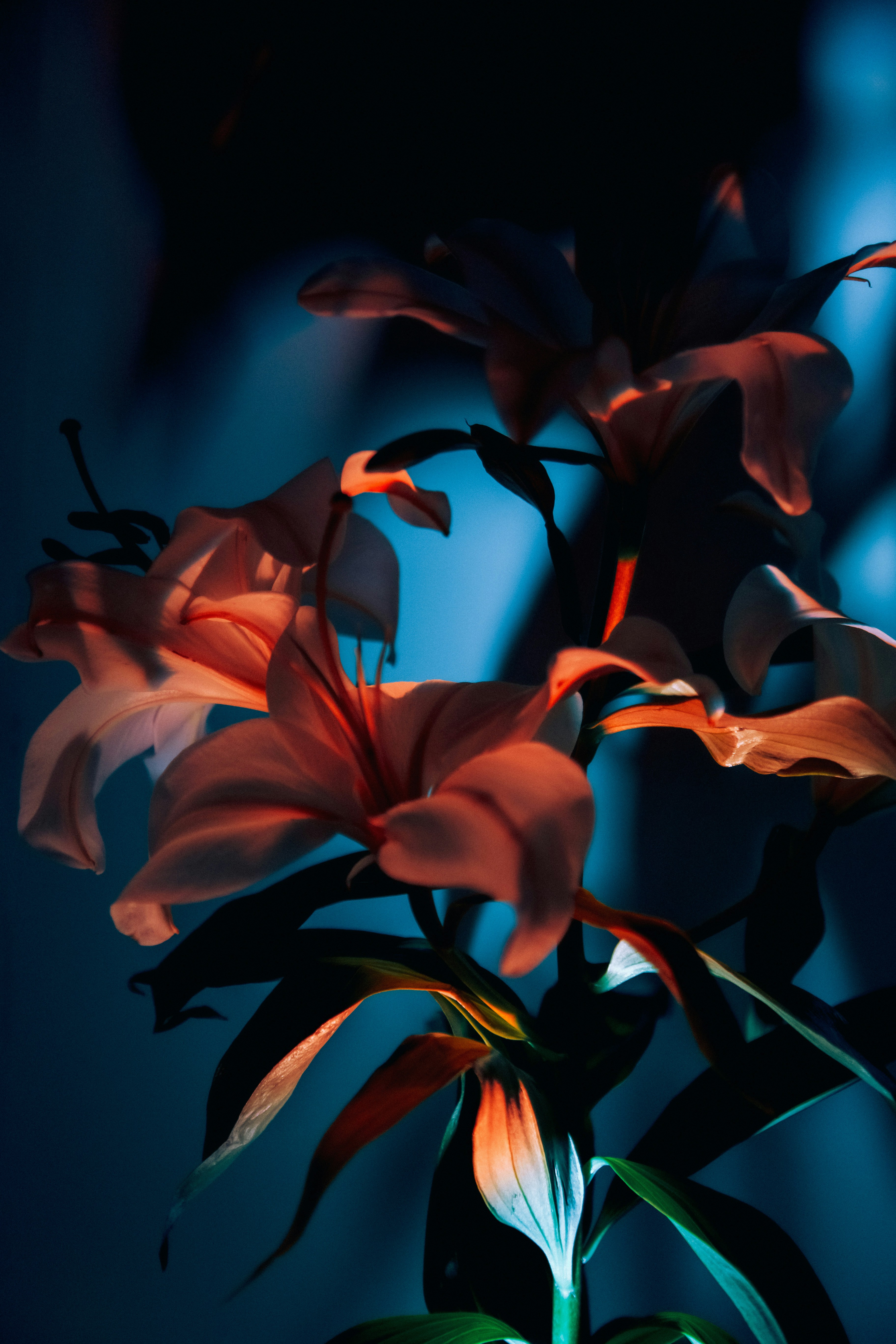 Close-up of delicate lilies illuminated by dramatic lighting.