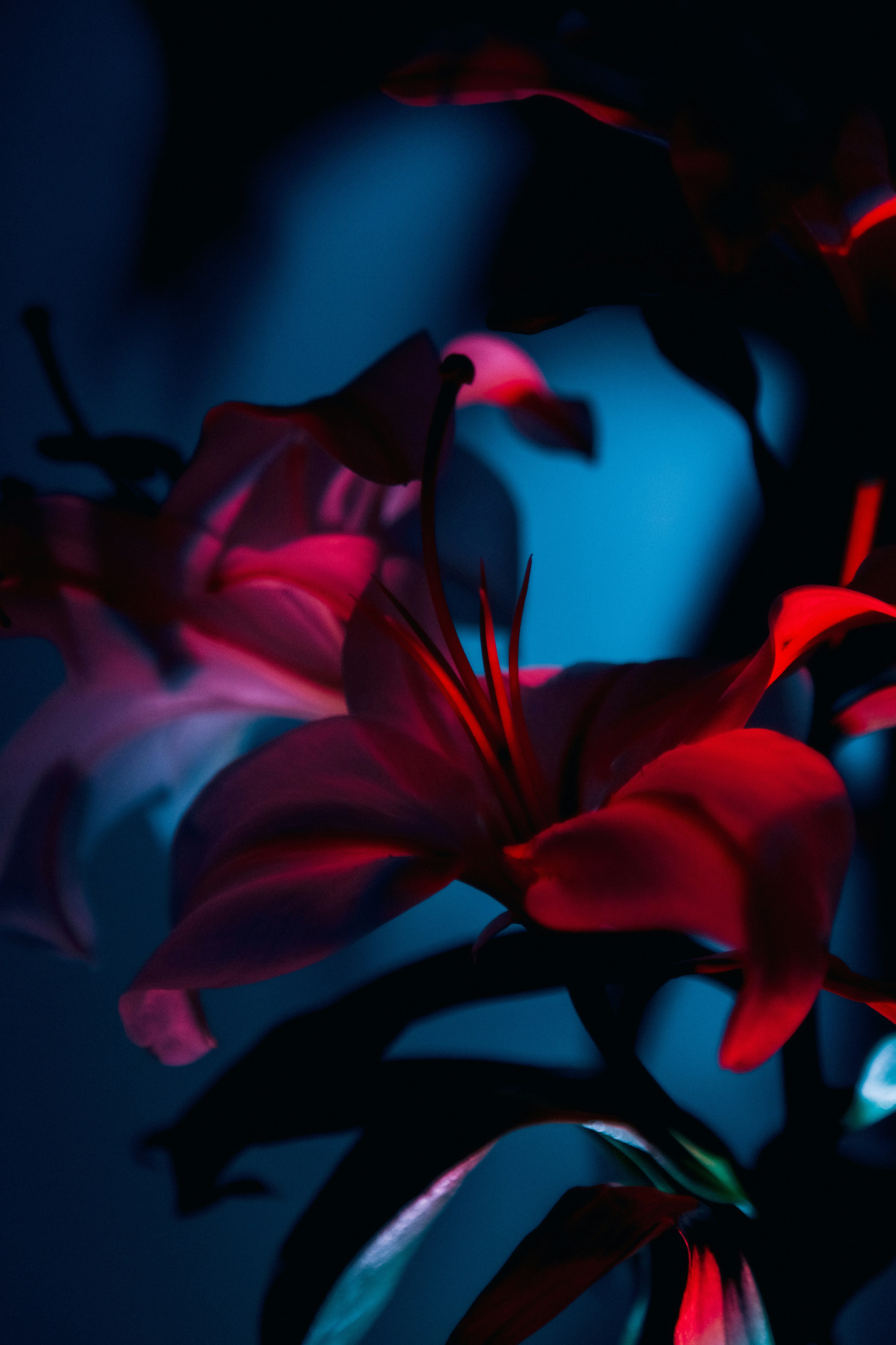 Pink lilies illuminated by red and blue lights