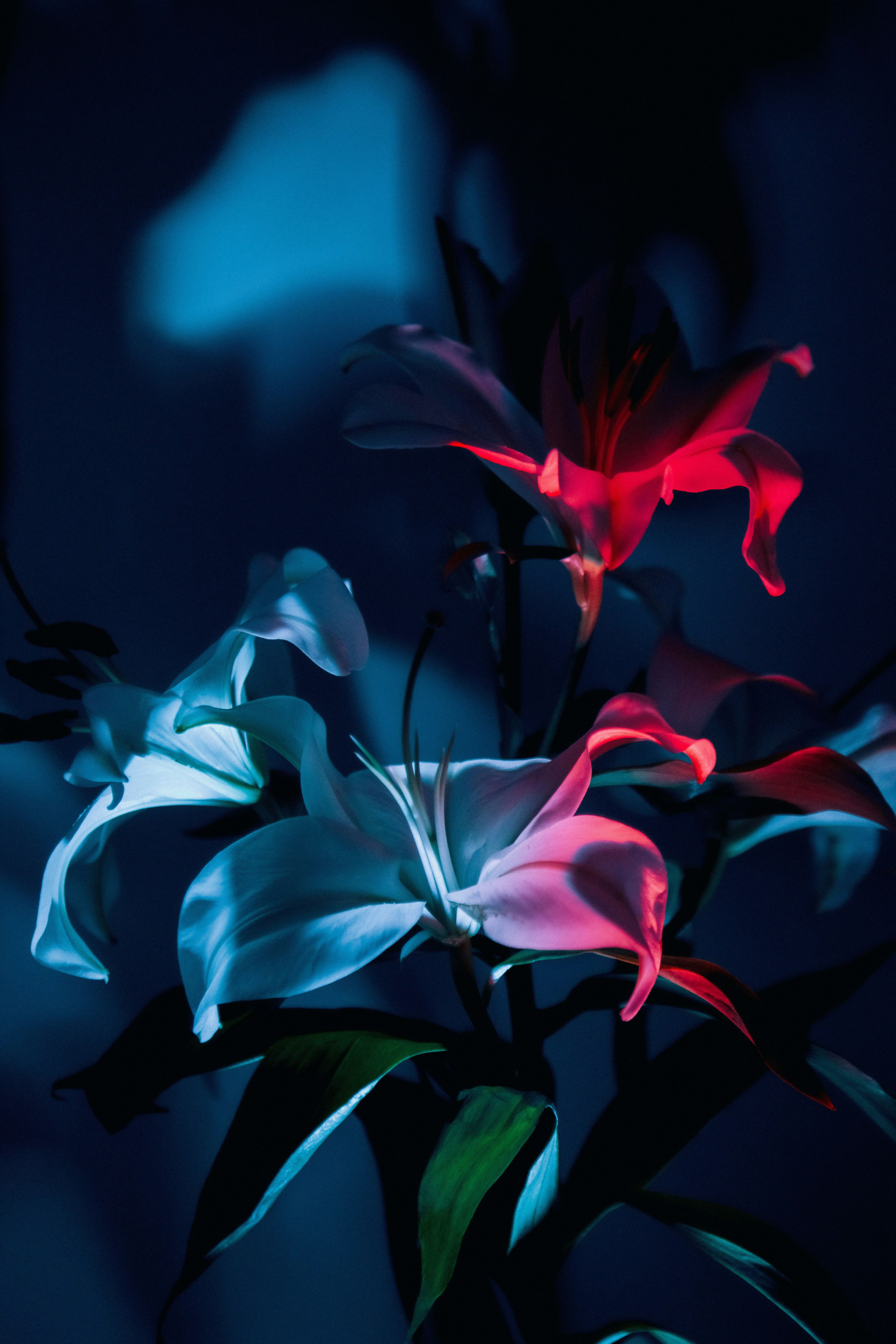 White lilies illuminated by red and blue light.