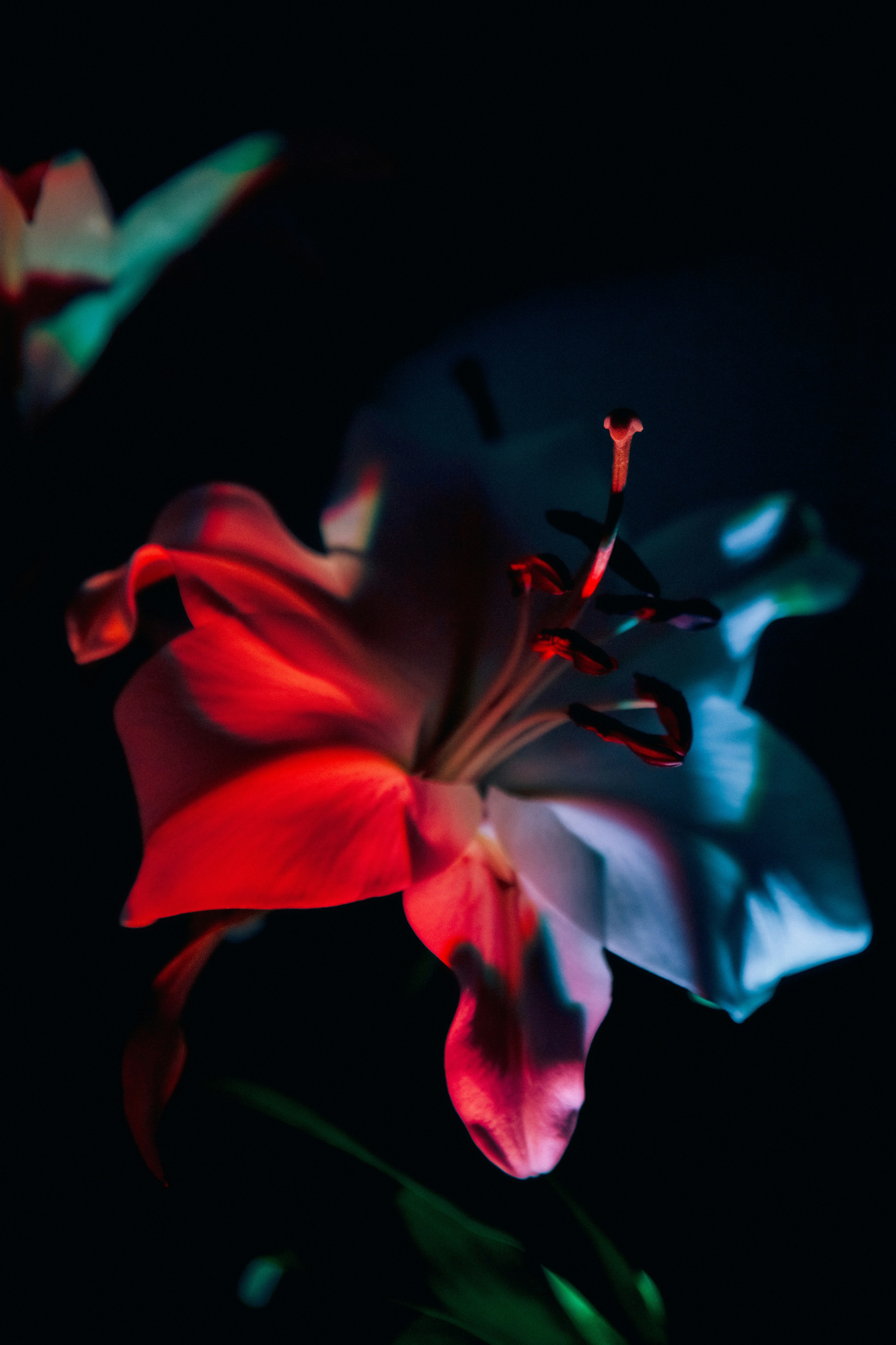 White lily illuminated by red and blue light