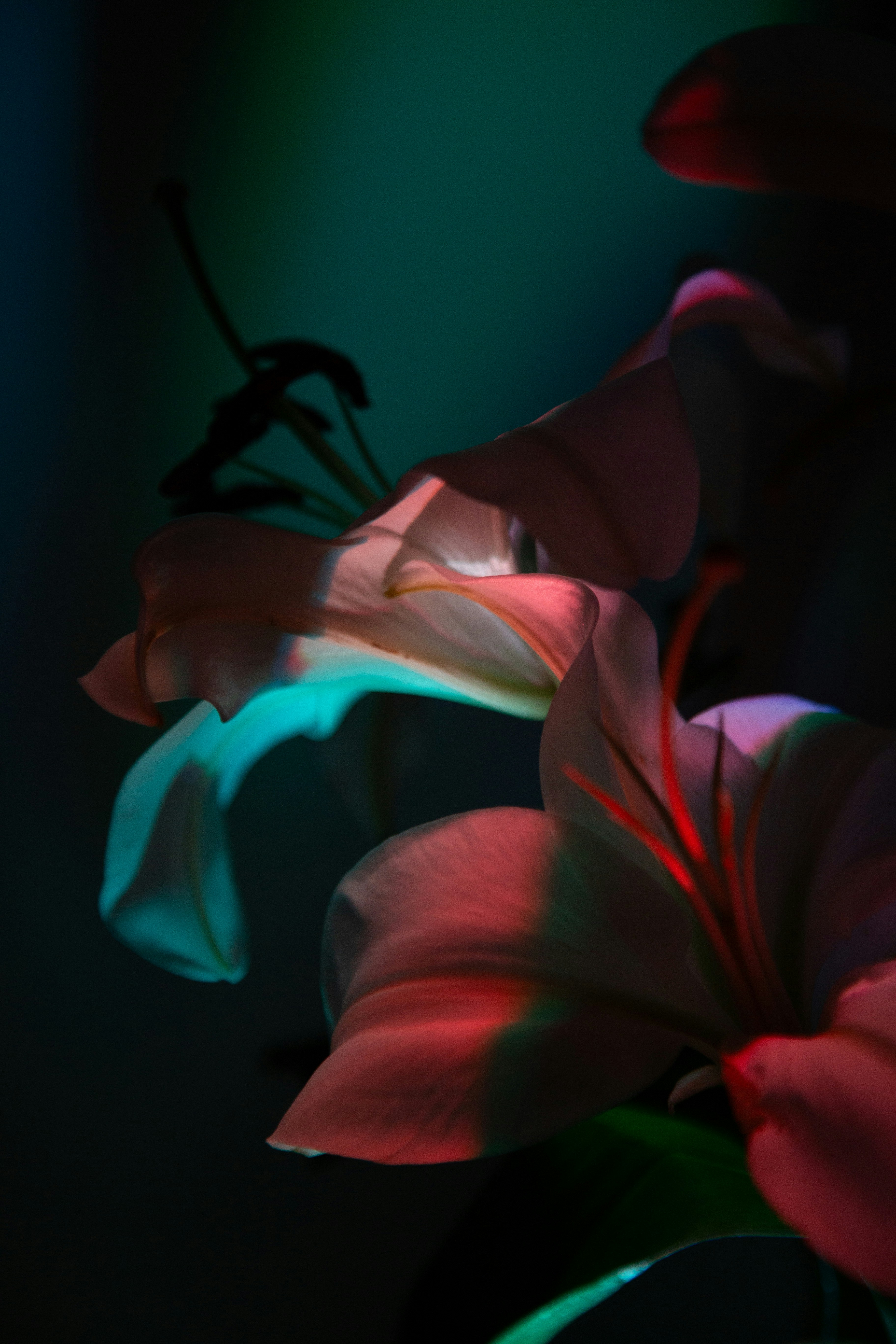 Close-up of lilies illuminated by red and blue light.