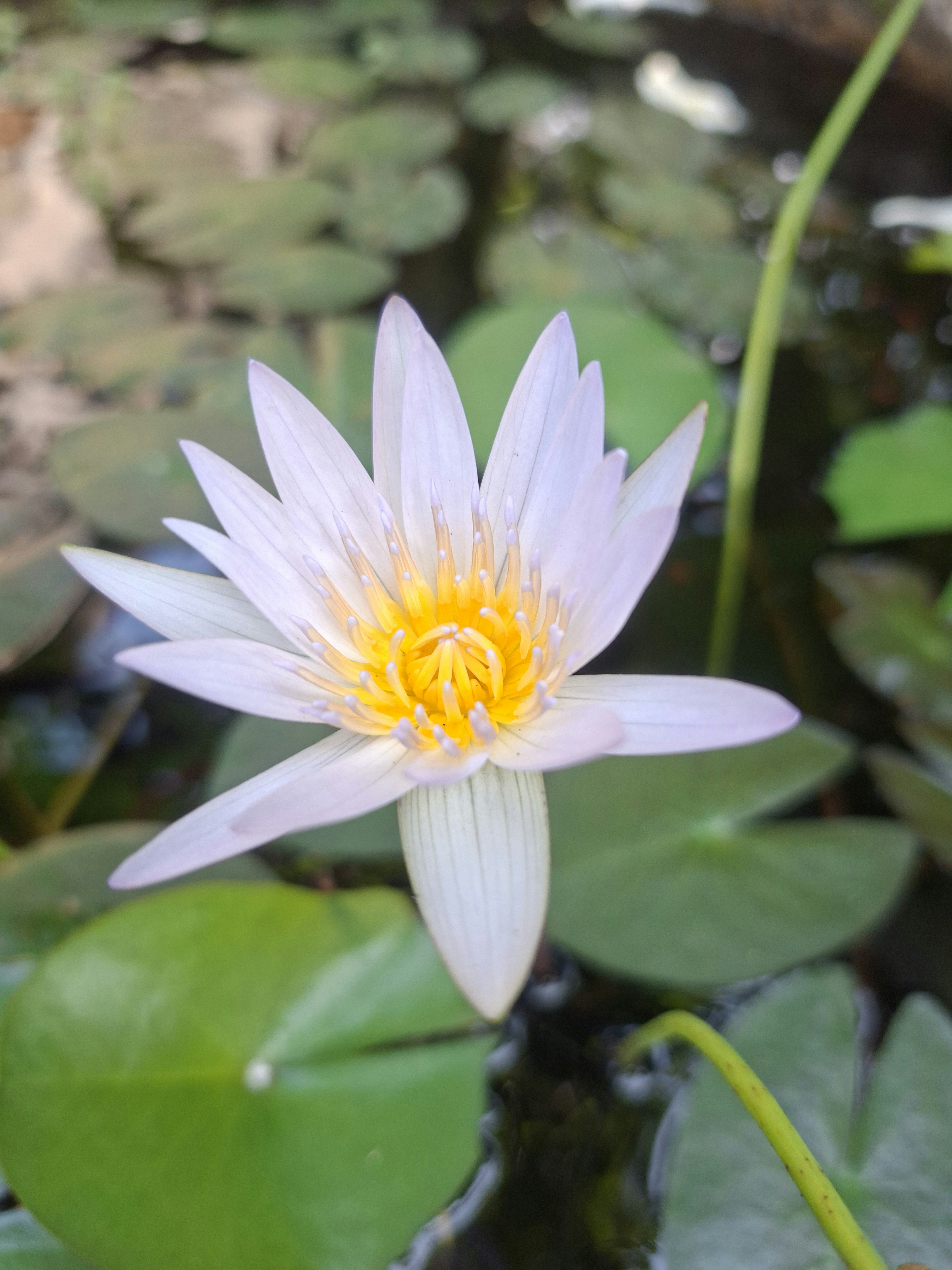 Photo by walniroshan