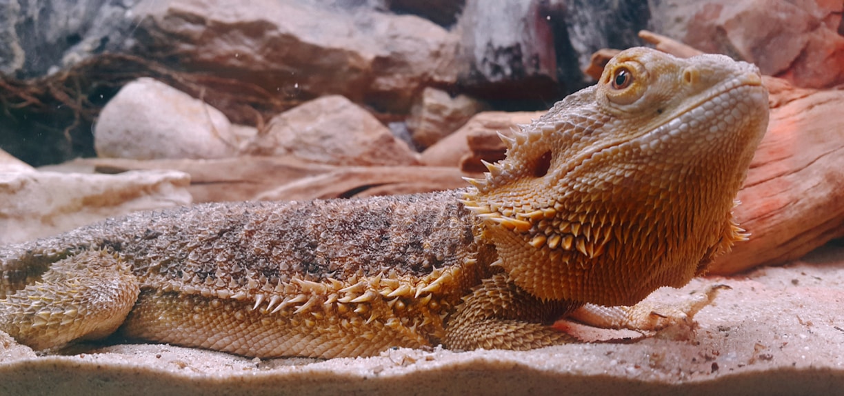 How to Care for Exotic Pets