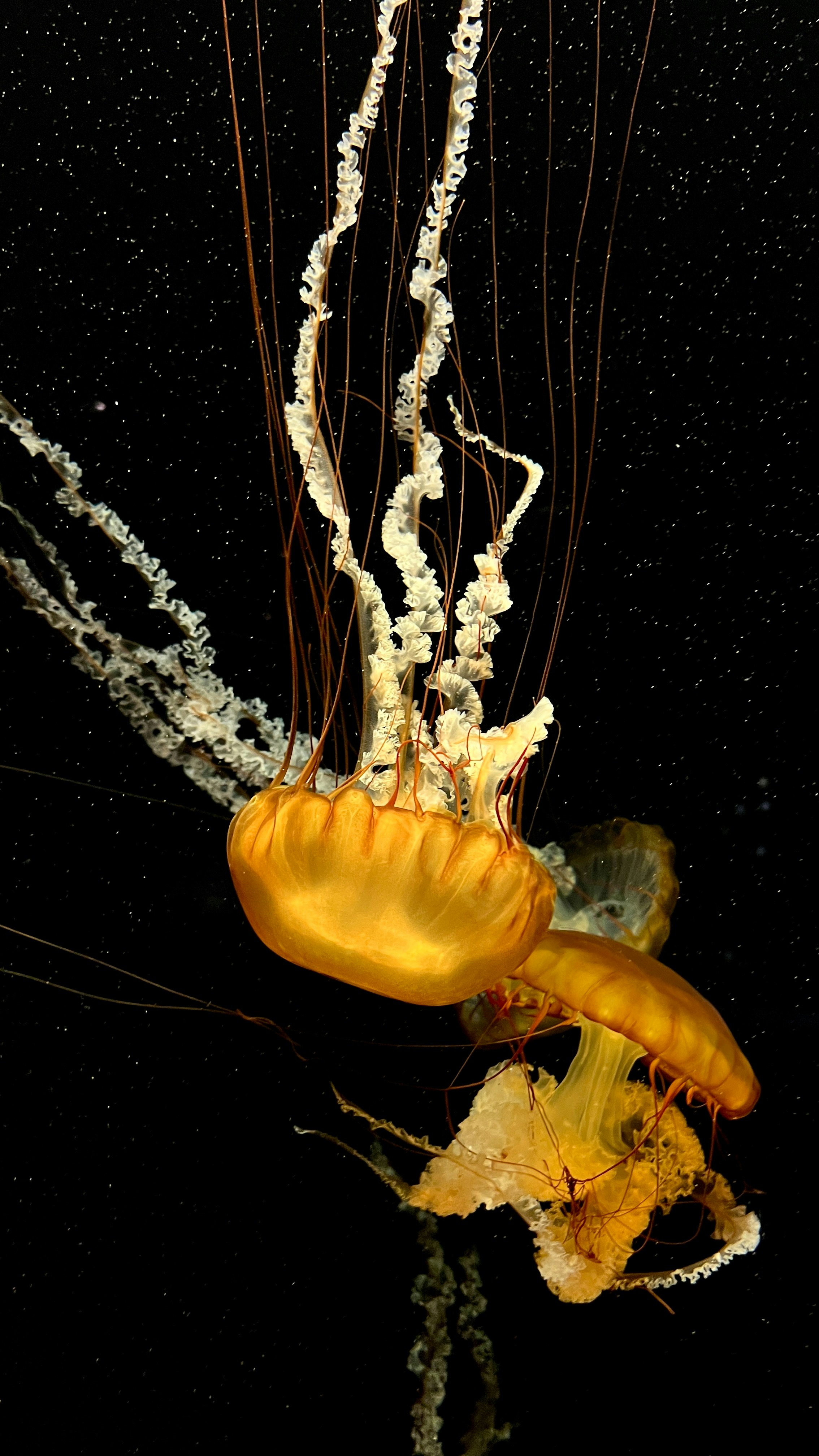 Photo by johnnysdesignlab