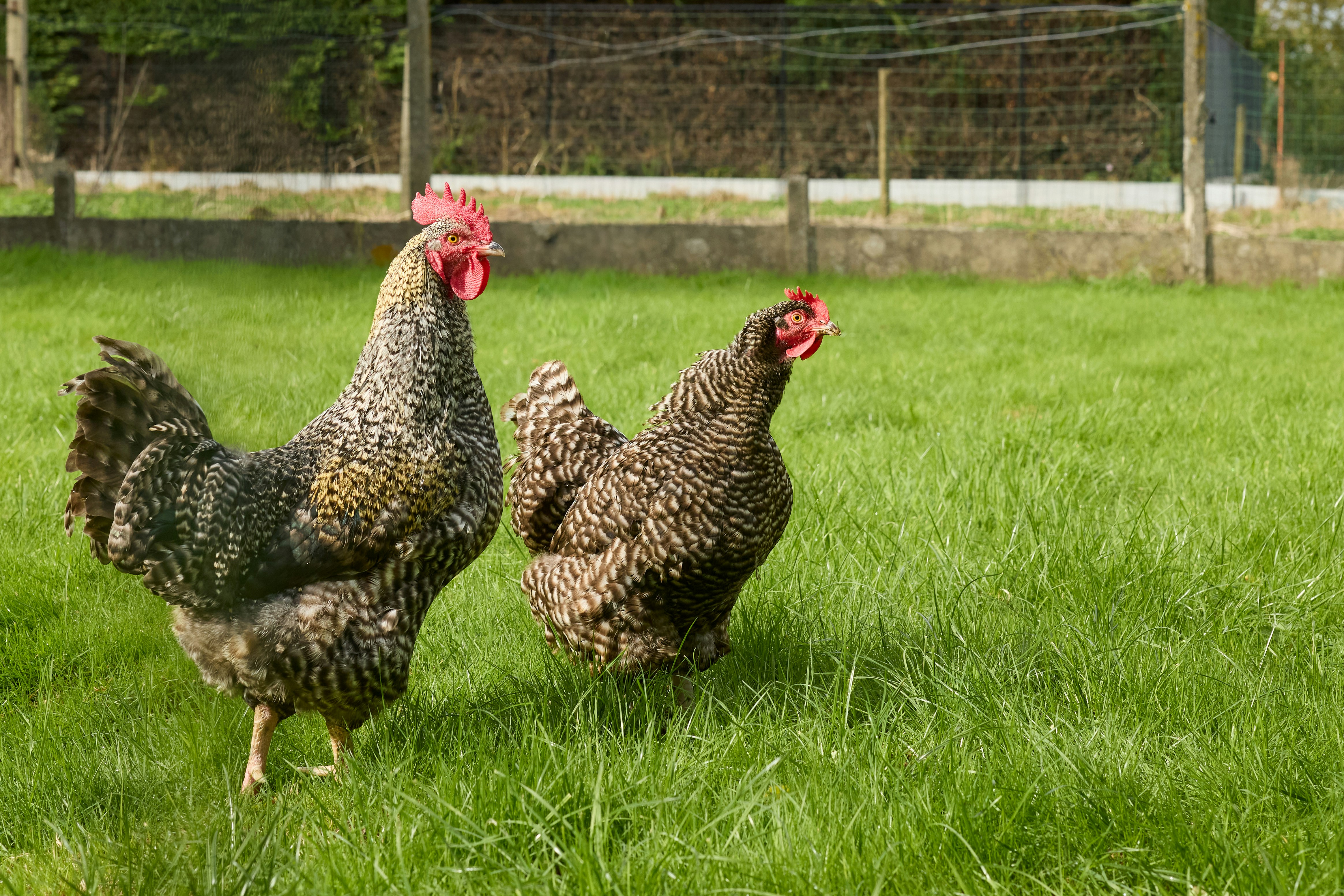 Photo by erwinbosman